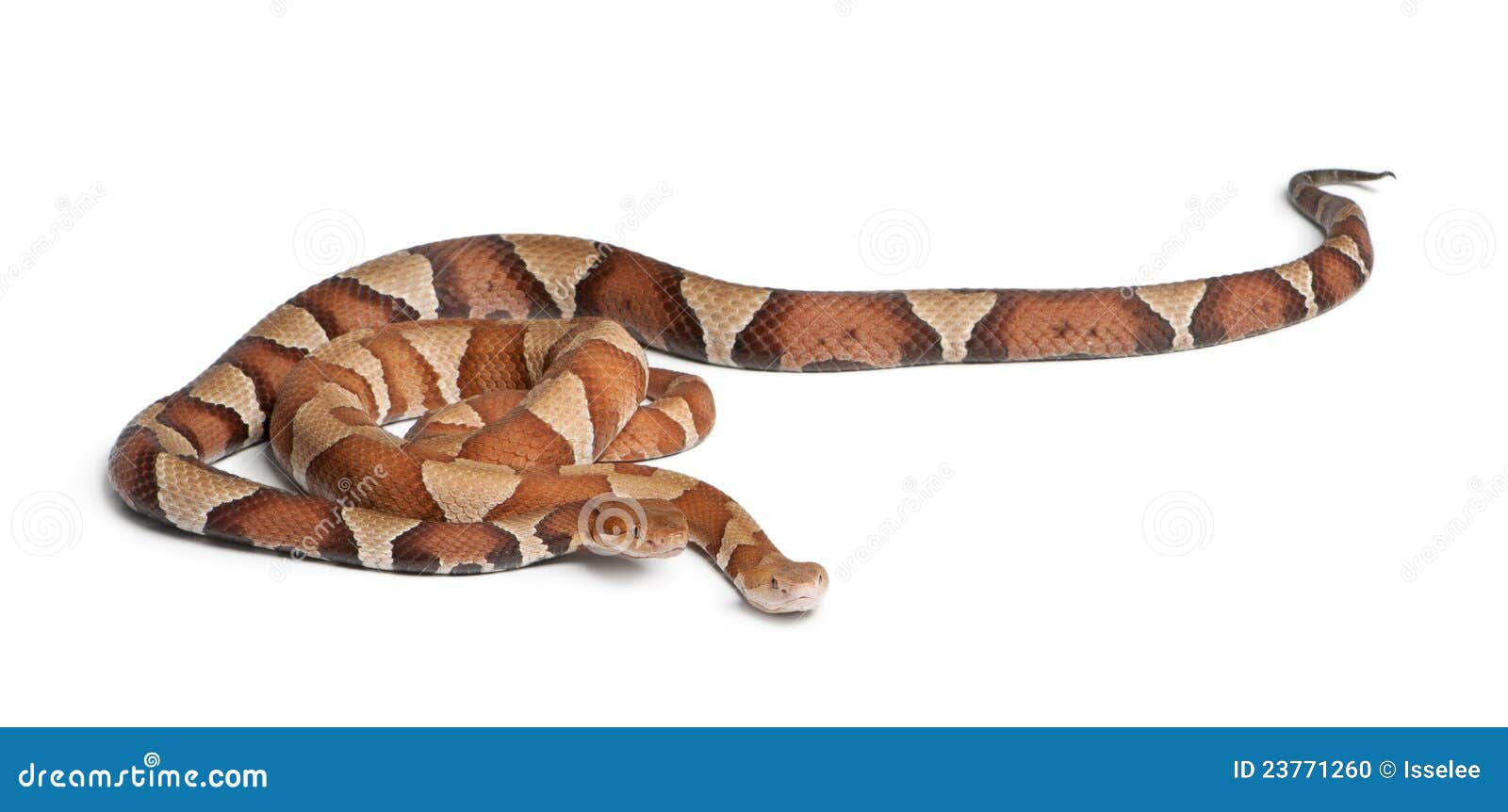 Copperhead Snake or Highland Moccasin Stock Photo Image of poisonous, people 23771260