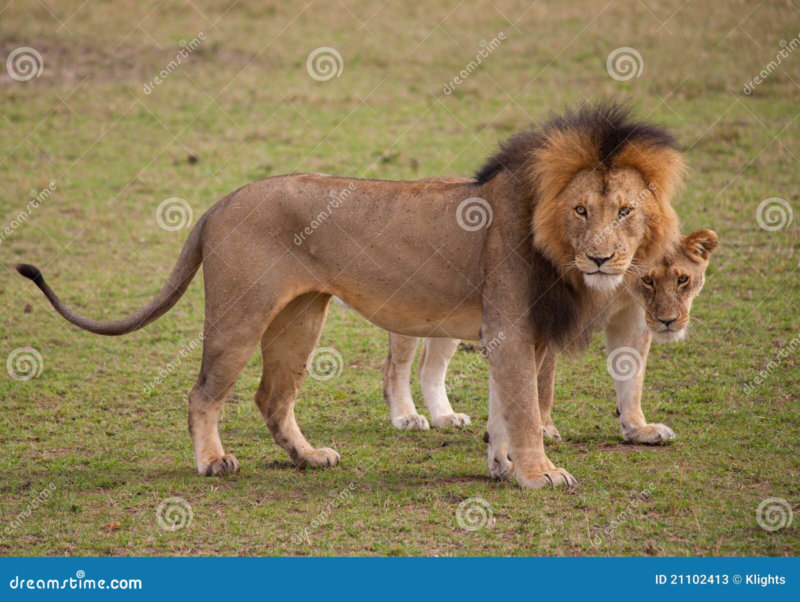 Coppie del leone che fissano al Masai Mara, Kenia, sospettoso agli spettatori