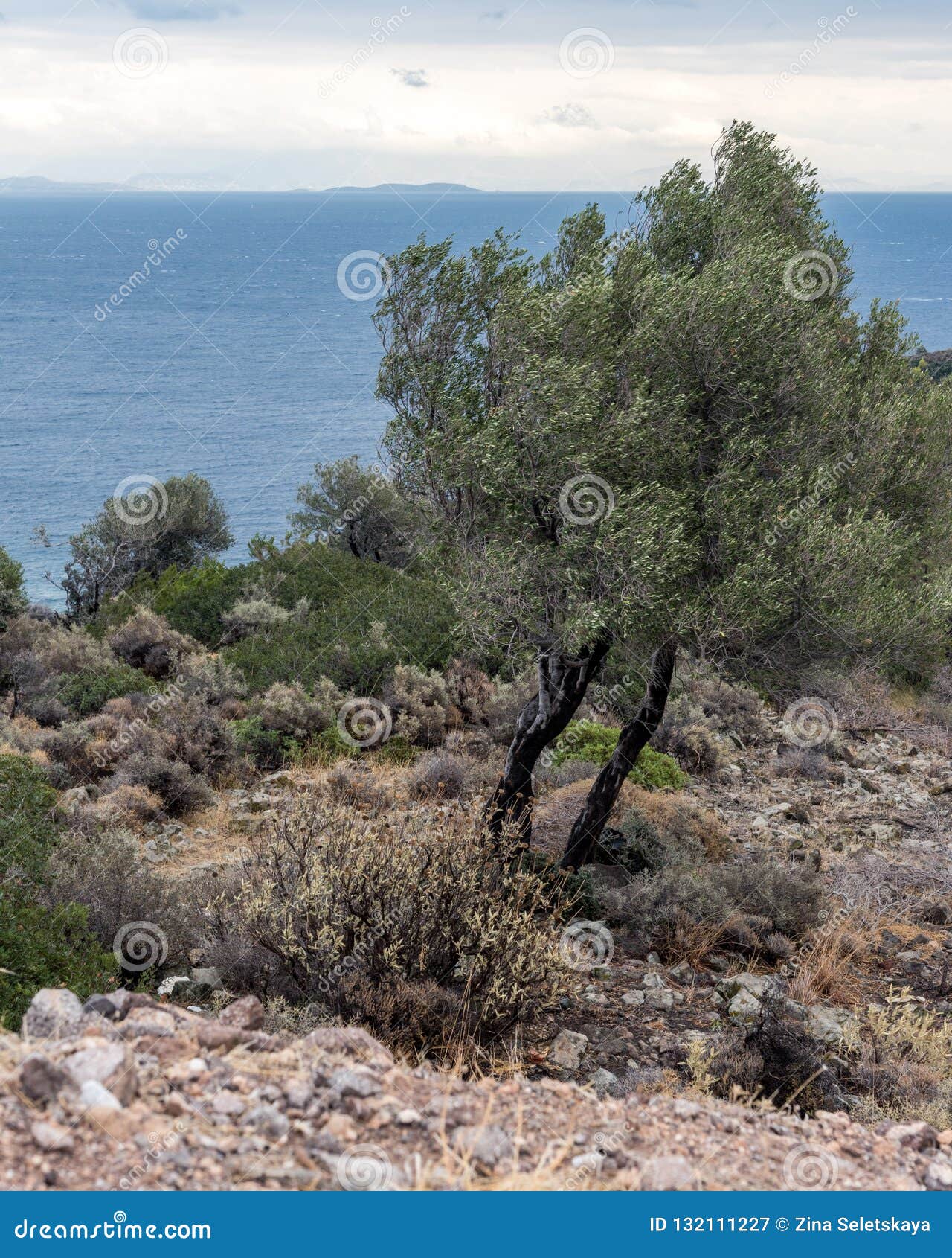 Coppie di di olivo sulla riva sotto il cielo grigio