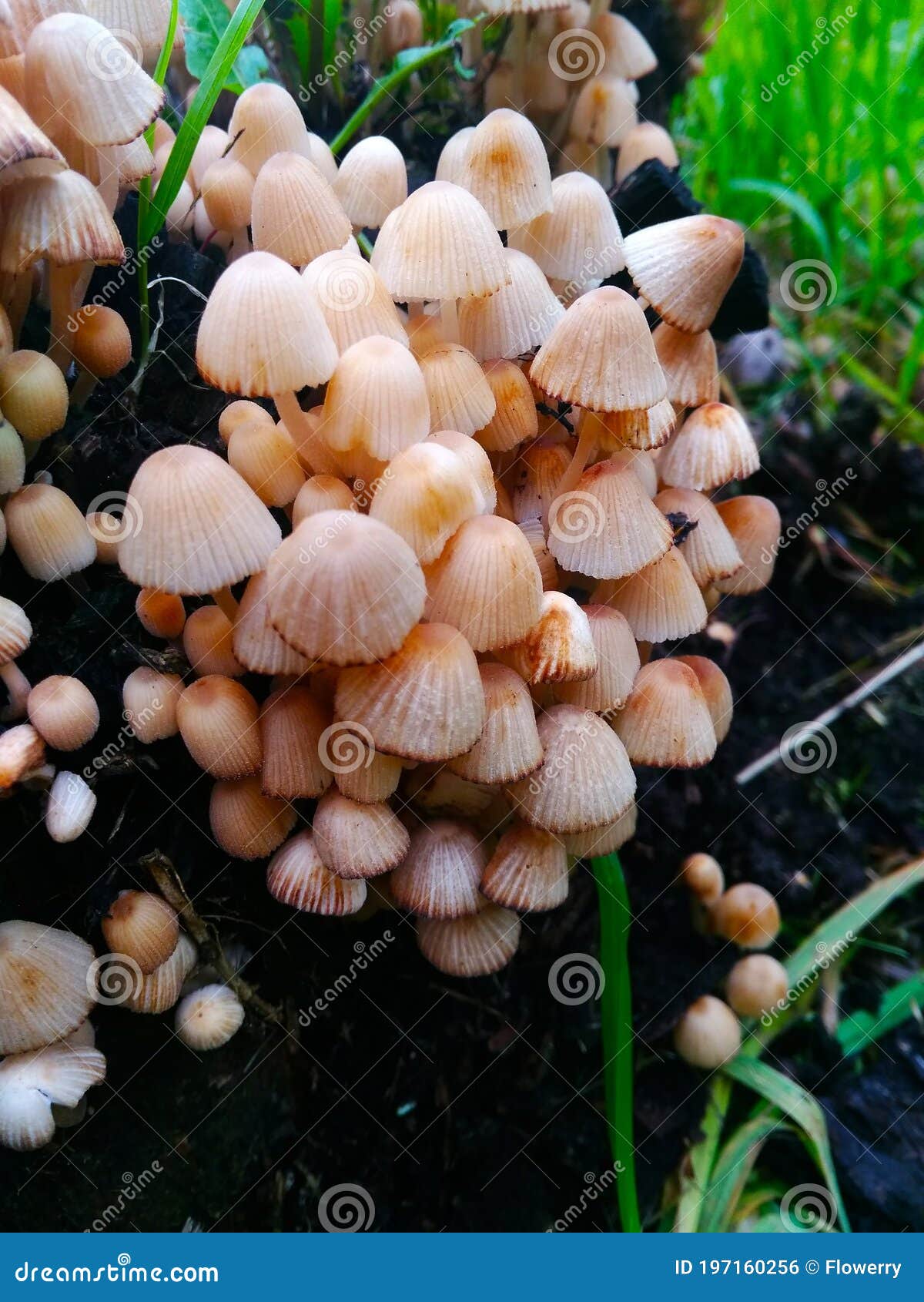 coprinellus disseminatus commonly known as trooping crumble cap, fairy inkcup. a lot of tiny mushrooms on a tree stump