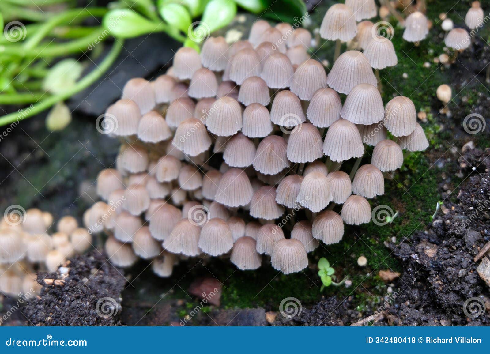 coprinellus disseminatus