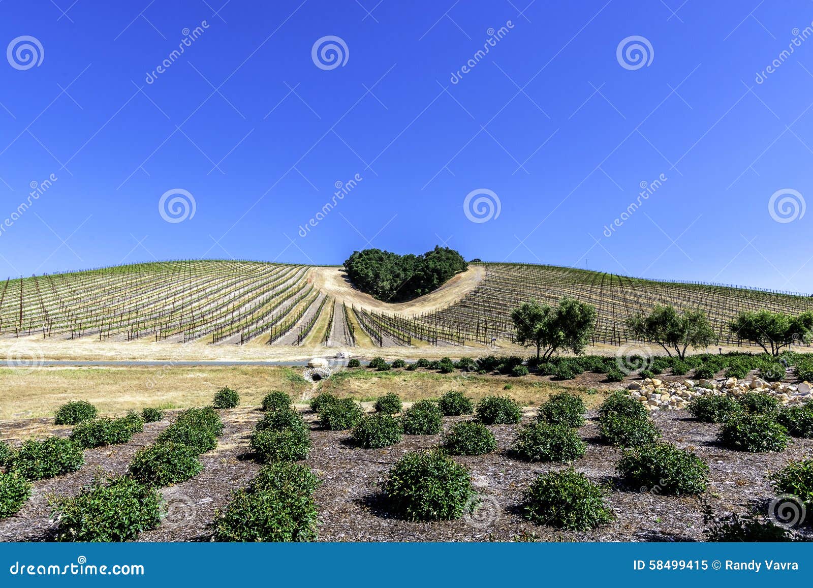 a copse of trees forms a heart  on the scenic hills