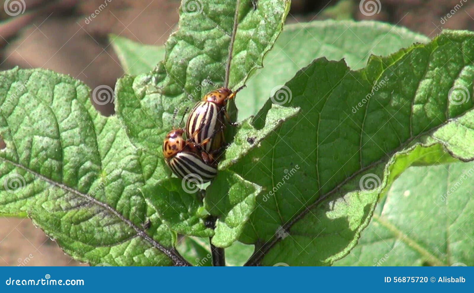 Copulating Colorado Potato Beatles on Potato Leaf Stock Footage Video