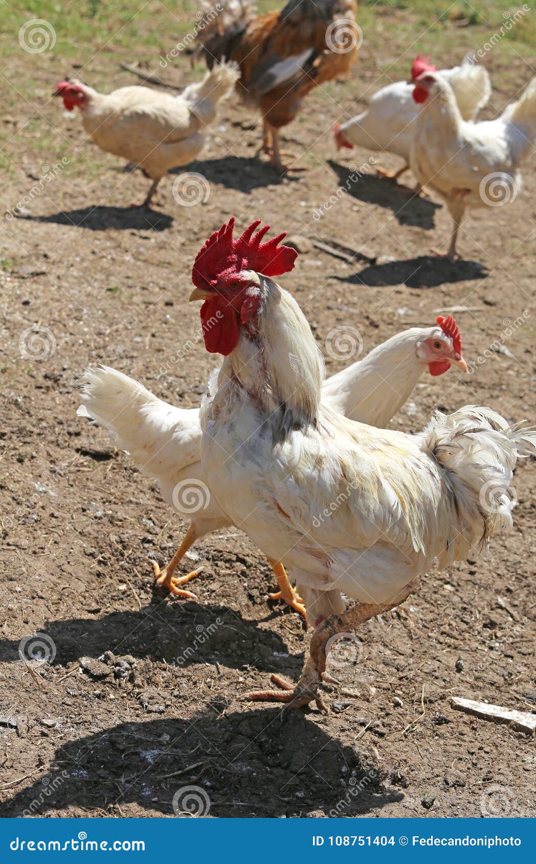 Coq Avec La Crete Rouge Avec De Longues Pattes Parmi Beaucoup D Autres Poules En Th Photo Stock Image Du Animal Groupe Coq Avec La Crete Rouge Avec De Longues Pattes Parmi Beaucoup D Autres Poules En Th Photo Stock Image Du Animal Groupe