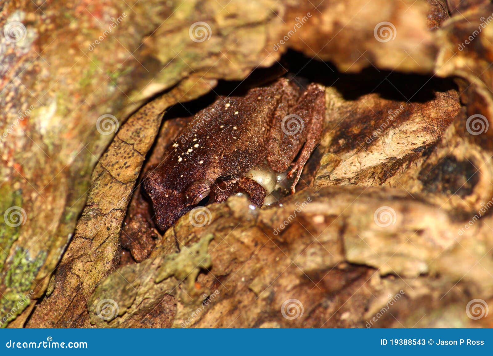 Coqui Frog Stock Photos Download 17 Royalty Free Photos