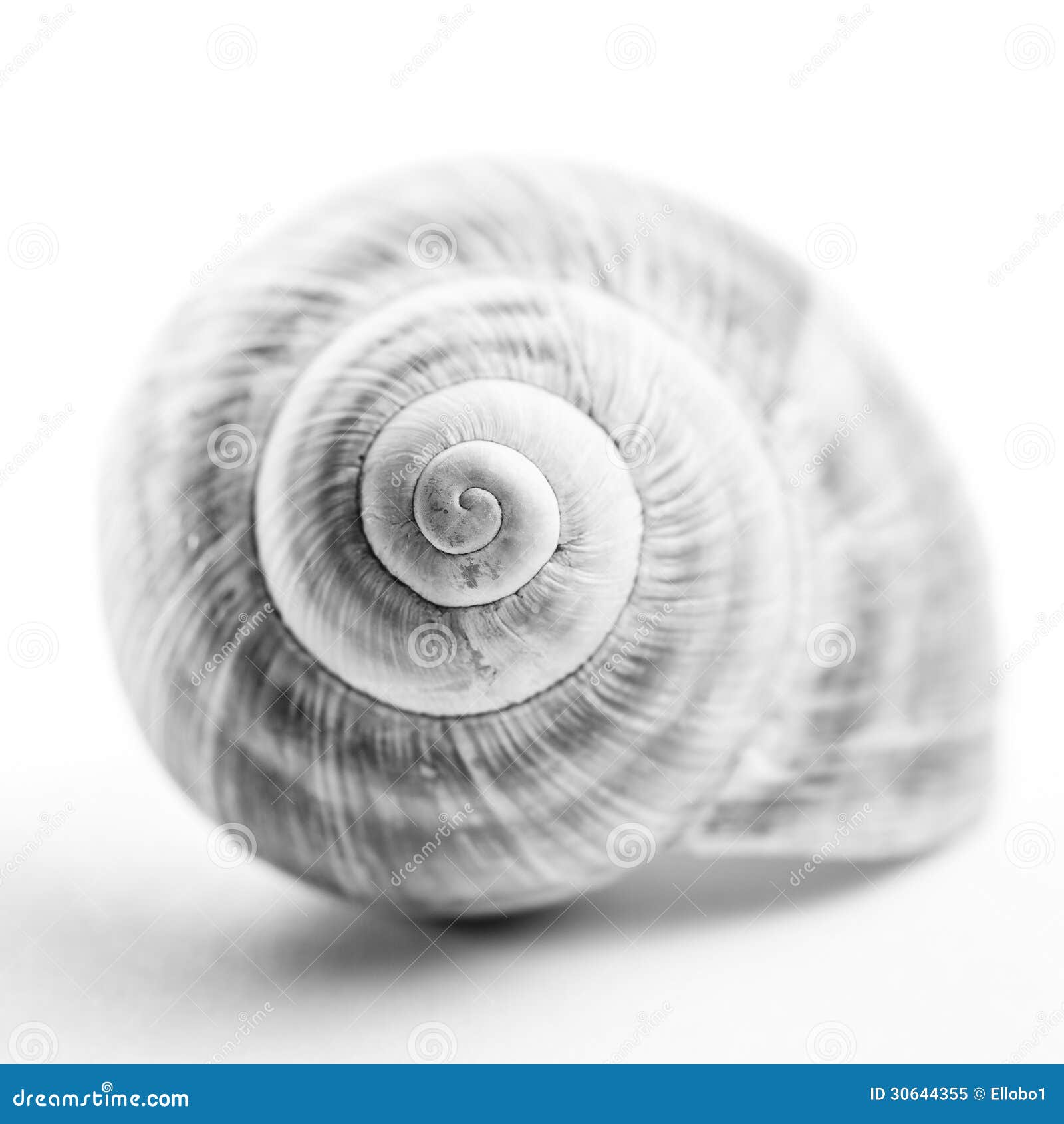 Coquille d'escargot. image stock. Image du noir, gastéropode 30644355