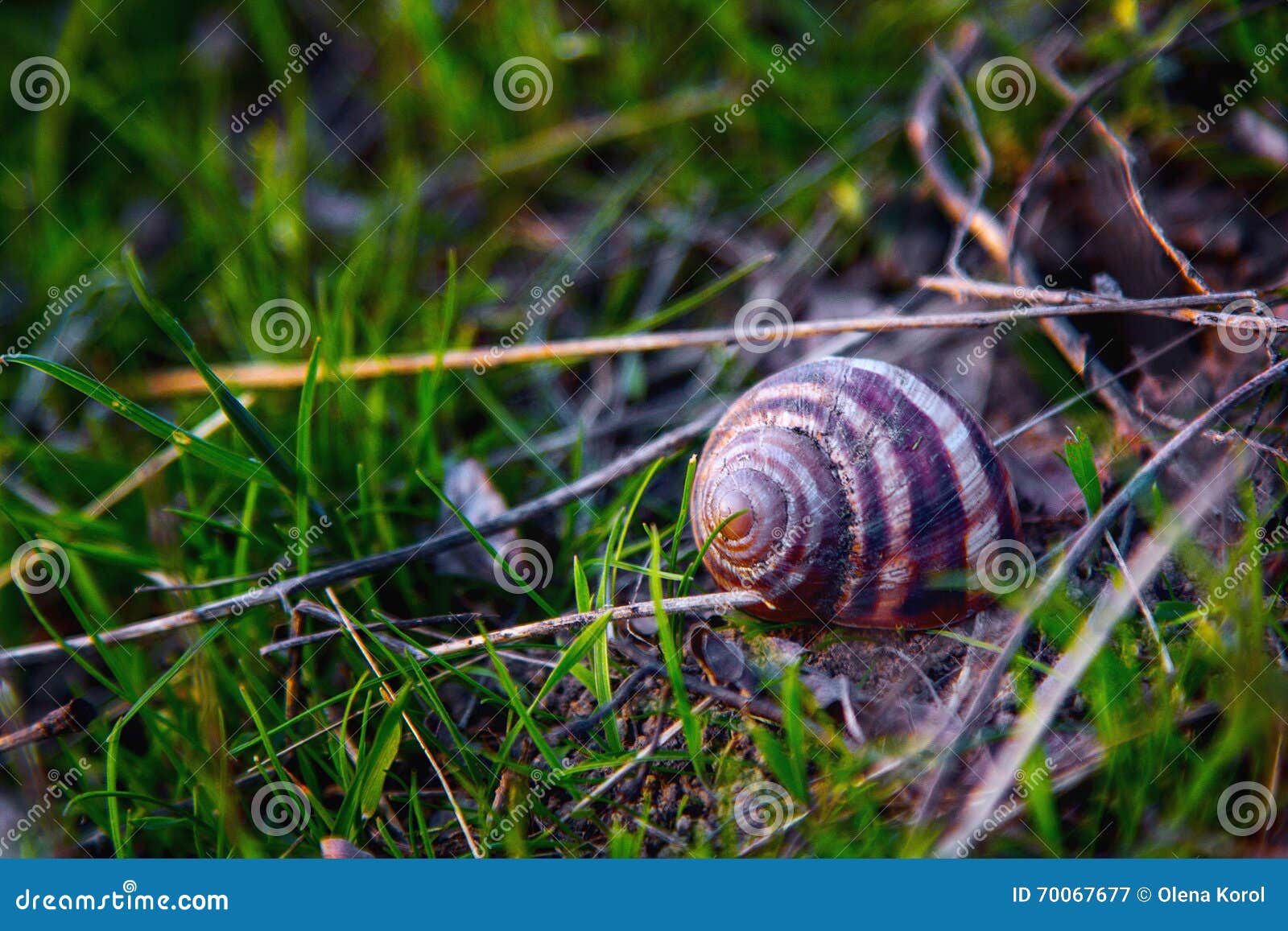 Coquille D'escargot Dans L'herbe Au Sol Image stock Image du sauvage