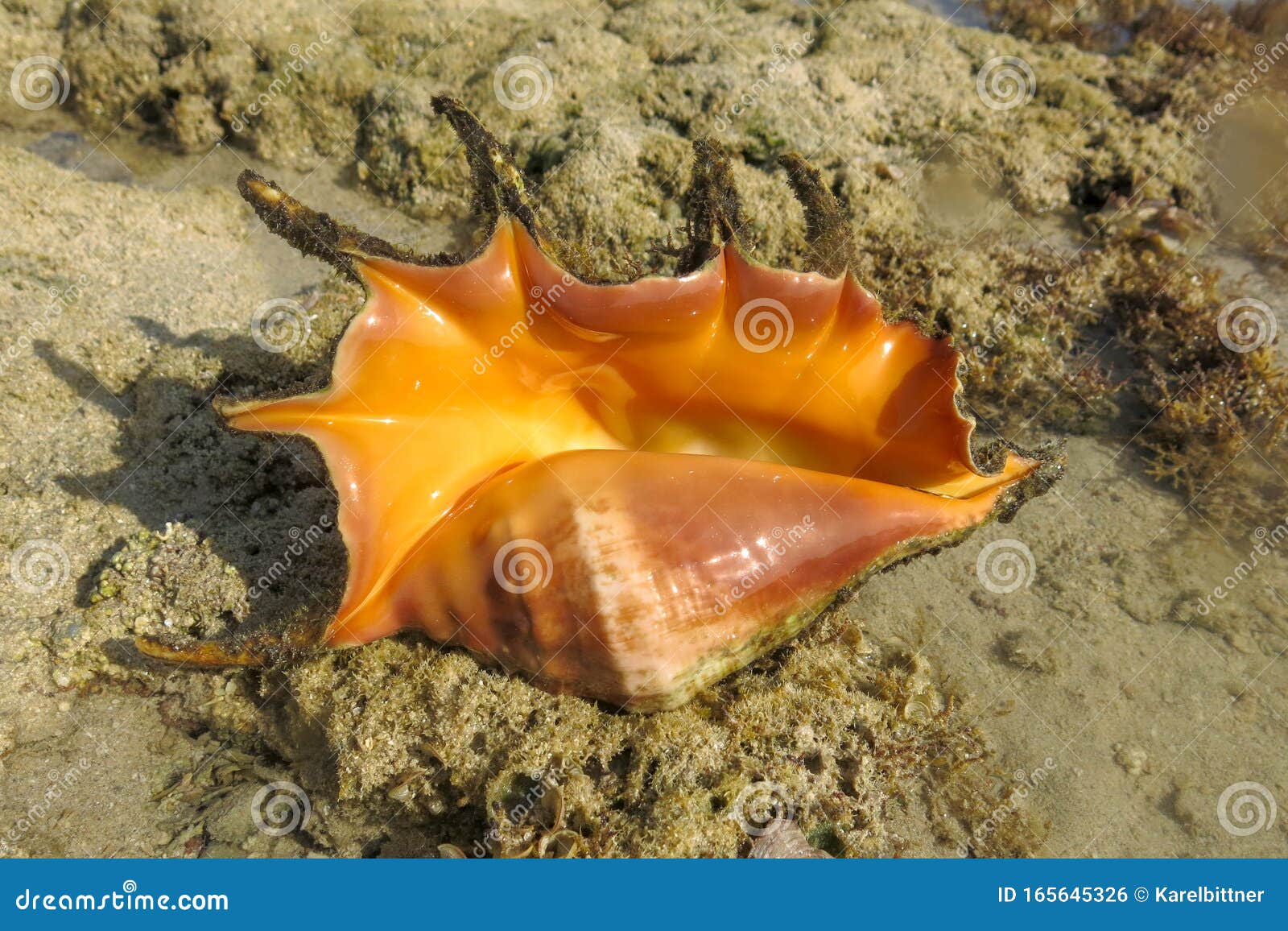 Coquille Géante De Conque D'araignée, Lambis Lambis, Mollusque Gastropode  Marin Sous L'eau, Spécimen Vivant Mer Rouge, Égypte Con Photo stock - Image  du conques, orange: 165645326