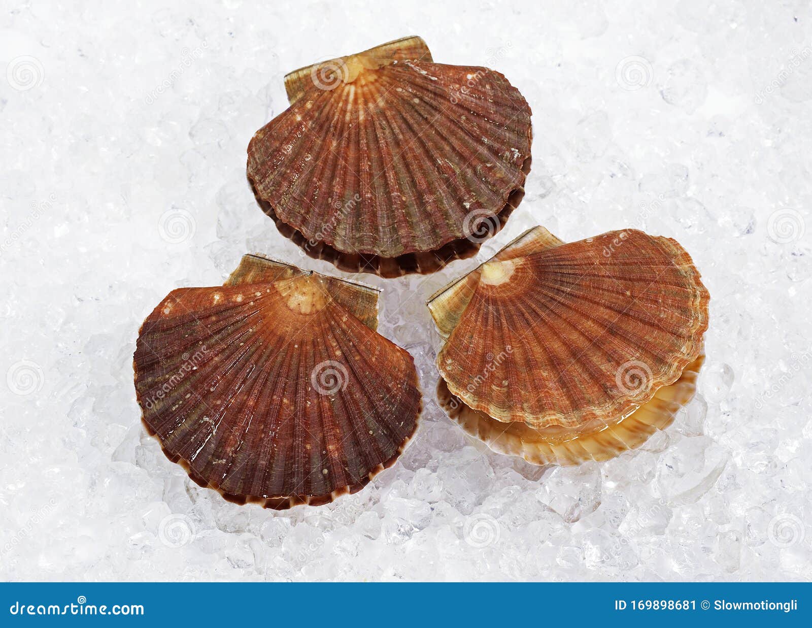 COQUILLE SAINT JACQUES stock image. Image of scallop 169898681