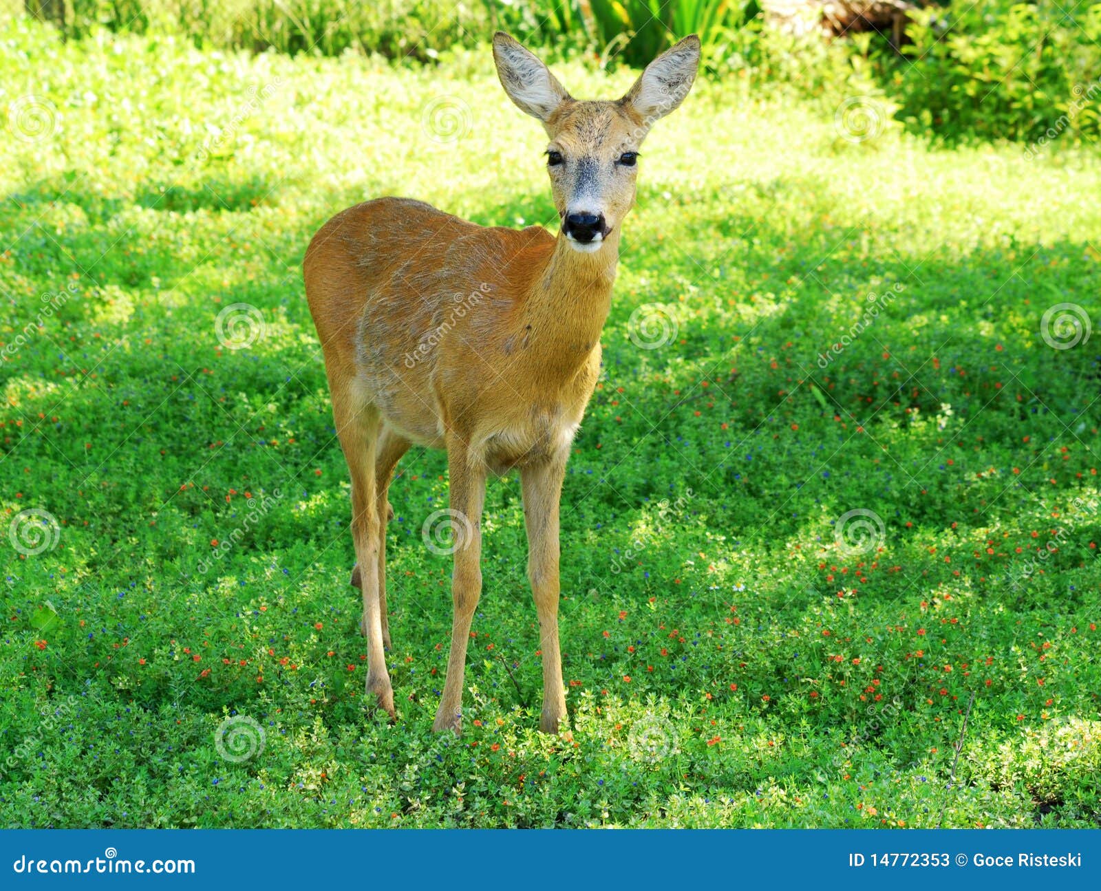 Corça capreolus capreolus corça selvagem na natureza