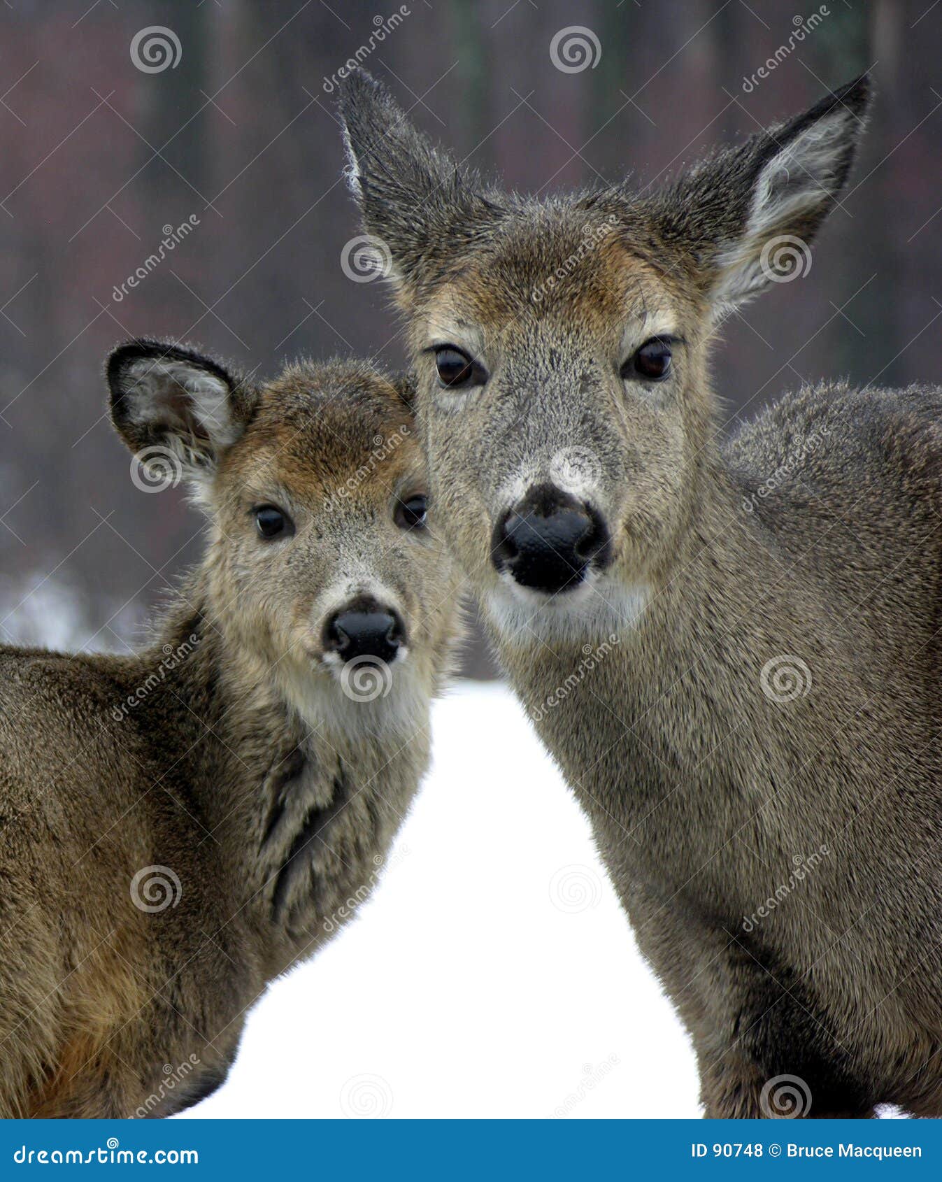 Corça & Animal Com Um Ano De Idade No Inverno Foto de Stock - Imagem de  coroa, anjo: 90748