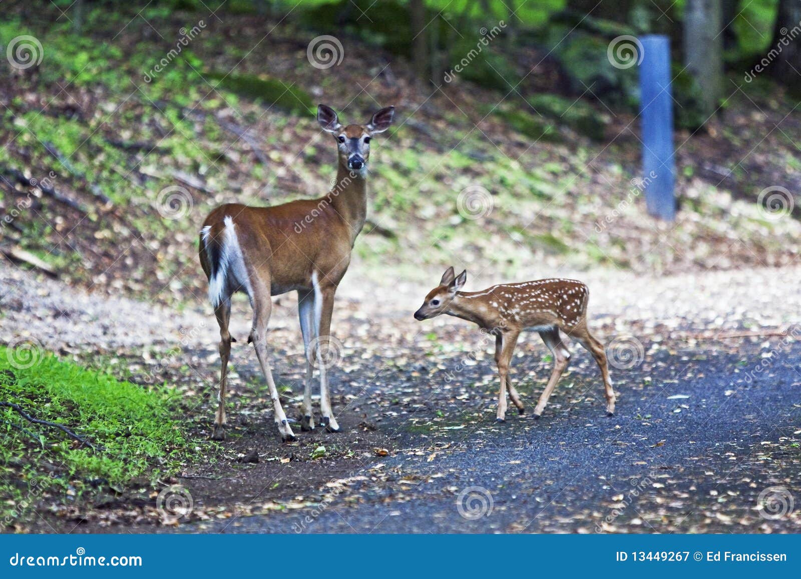 Corça Fotos de Stock, Corça Imagens sem royalties