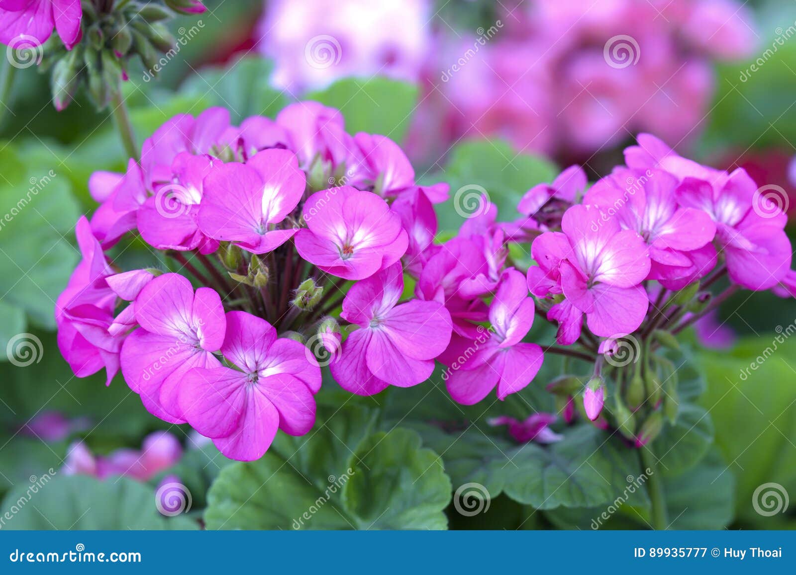 Cor-de-rosa Colorido De Florescência Da Flor Do Gerânio, Branco, Roxo  Imagem de Stock - Imagem de ornato, magenta: 89935777