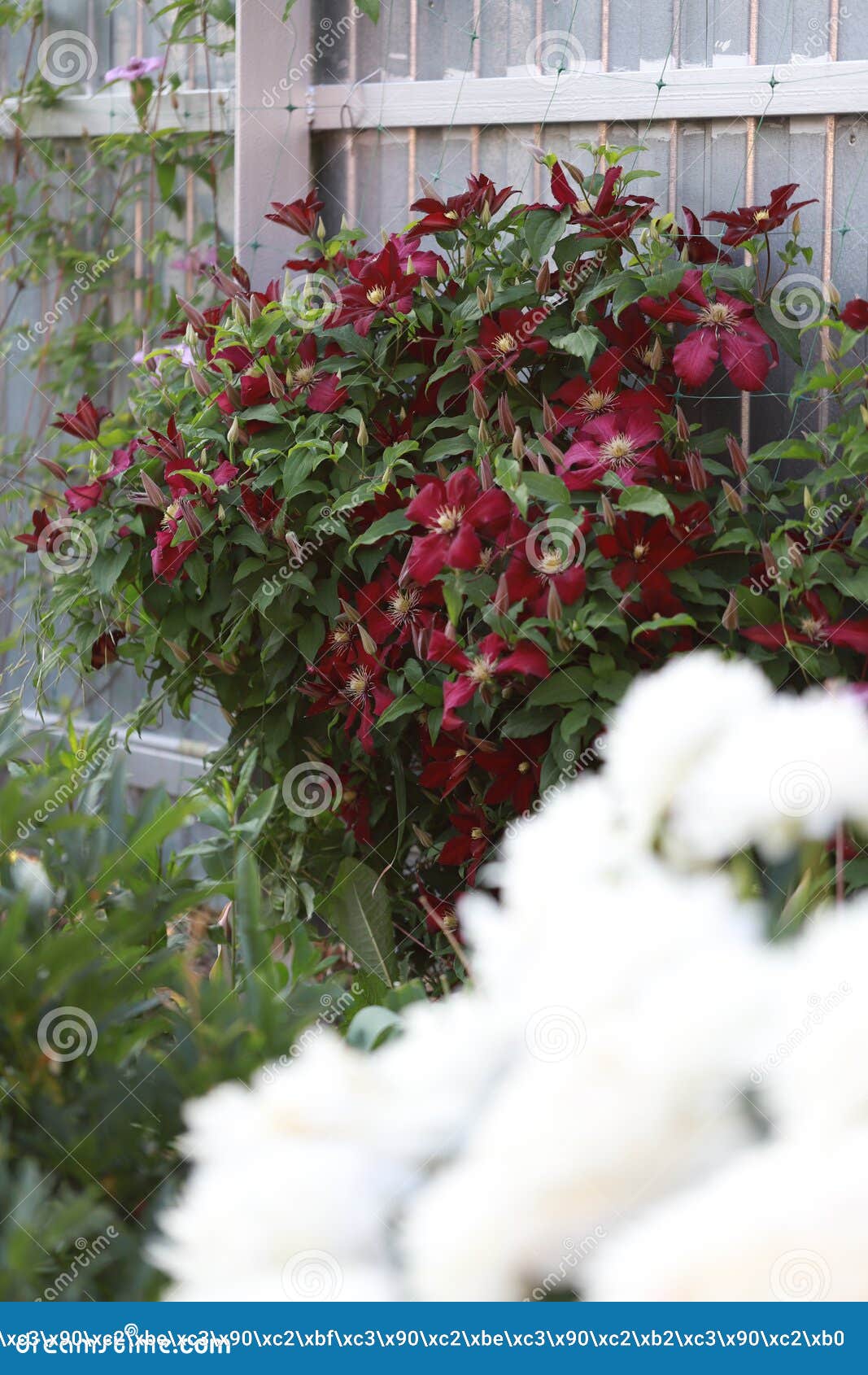 Cor-de-rosa E Delicada, Ervilhas No Jardim Perto Da Casa Refrescando Aroma  De Flores Naturais De Flores Imagem de Stock - Imagem de folha, planta:  174444937