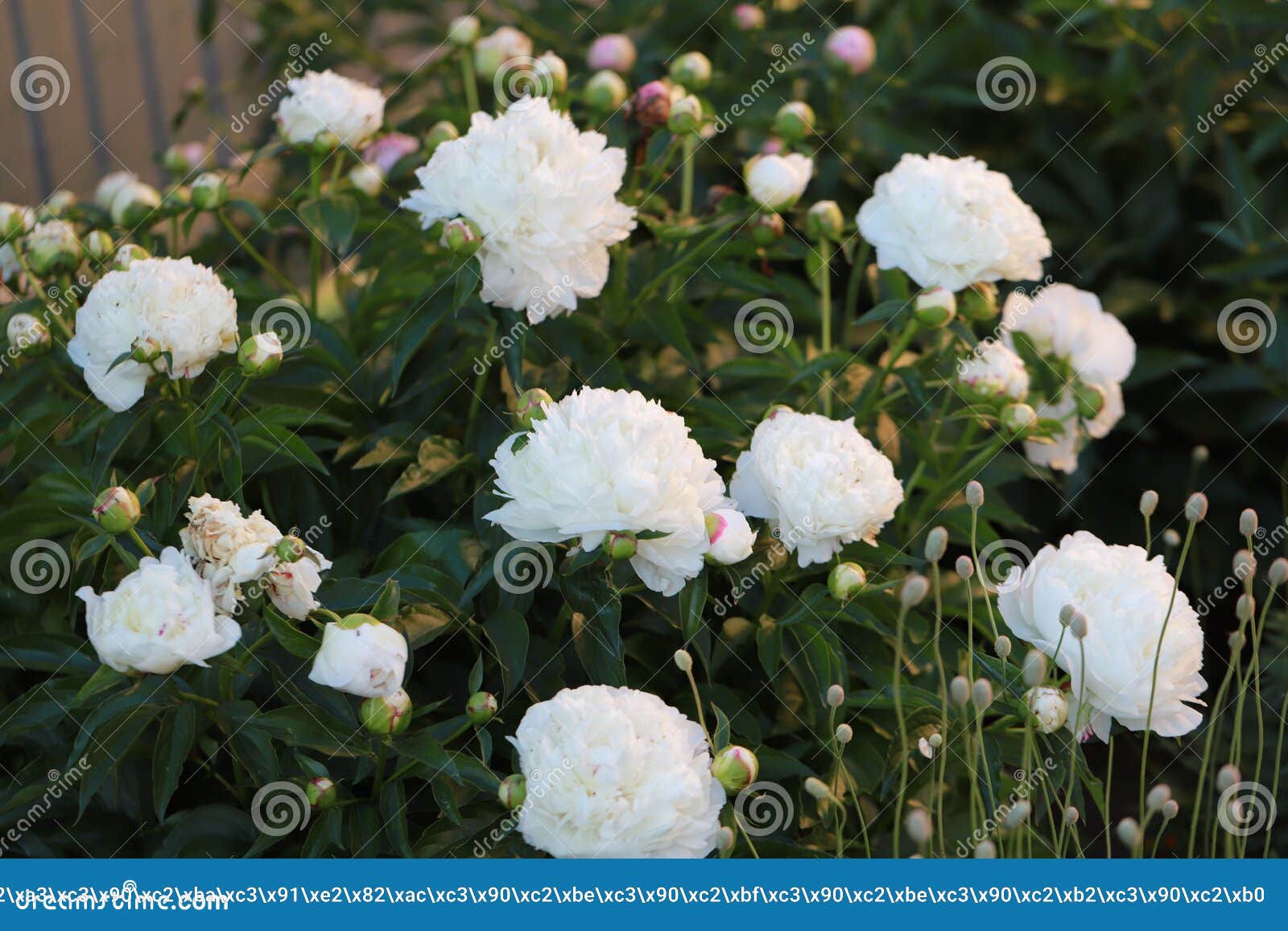 Cor-de-rosa E Delicada, Ervilhas No Jardim Perto Da Casa Refrescando Aroma  De Flores Naturais De Flores Foto de Stock - Imagem de planta, flor:  174444938