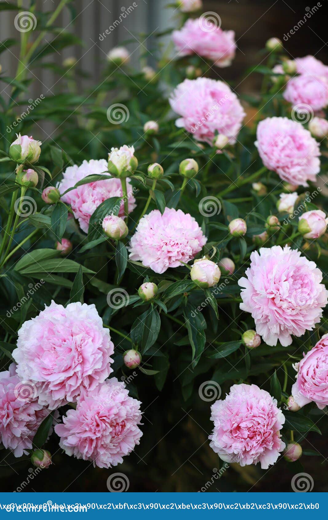 Cor-de-rosa E Delicada, Ervilhas No Jardim Perto Da Casa Refrescando Aroma  De Flores Naturais De Flores Foto de Stock - Imagem de planta, fresco:  174445144