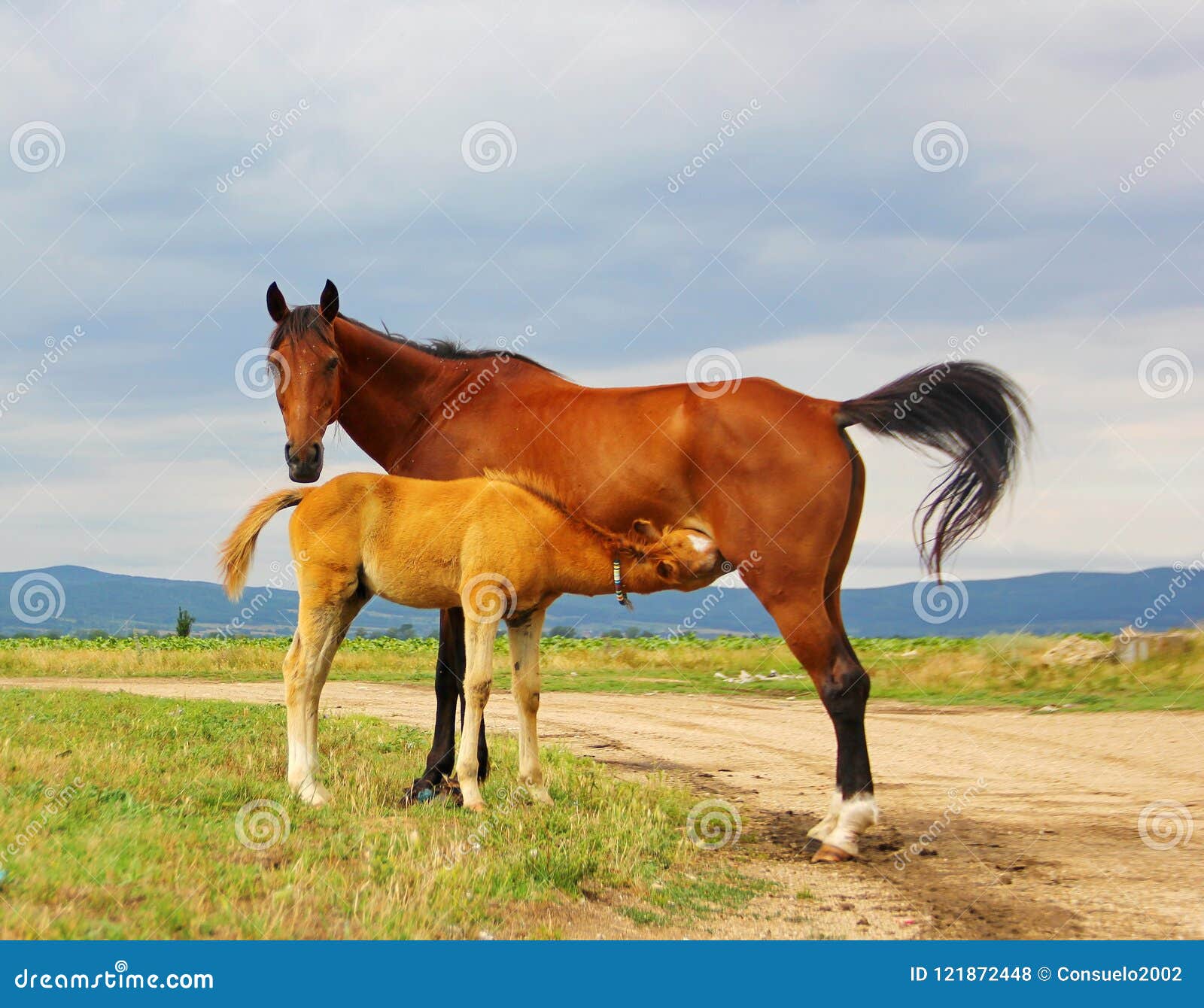 Quadro Infantil Filhote Cavalo Marrom