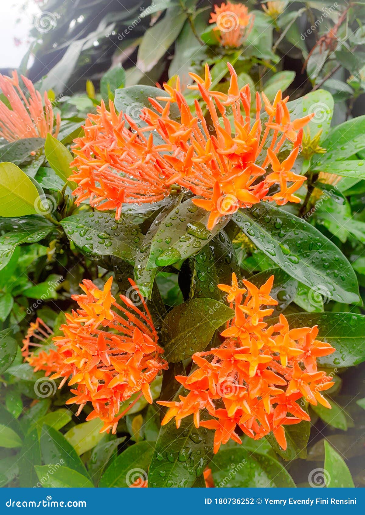 Cor Laranja Ixora Chinensis Foto de Stock - Imagem de alaranjado, flor:  180736252