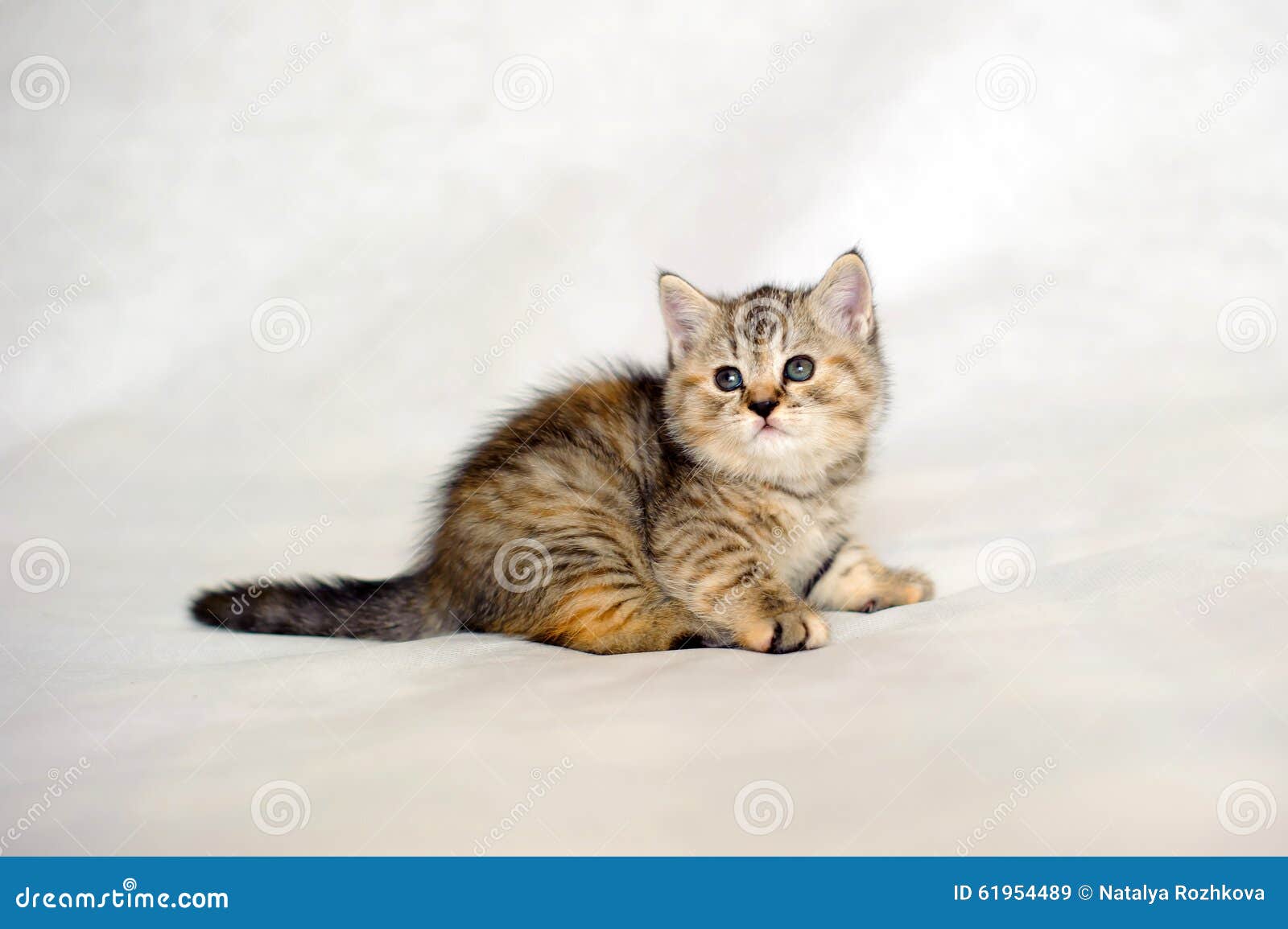 Corte O Jogo Do Gatinho Do Bebê Foto de Stock - Imagem de miado, gato:  116003432