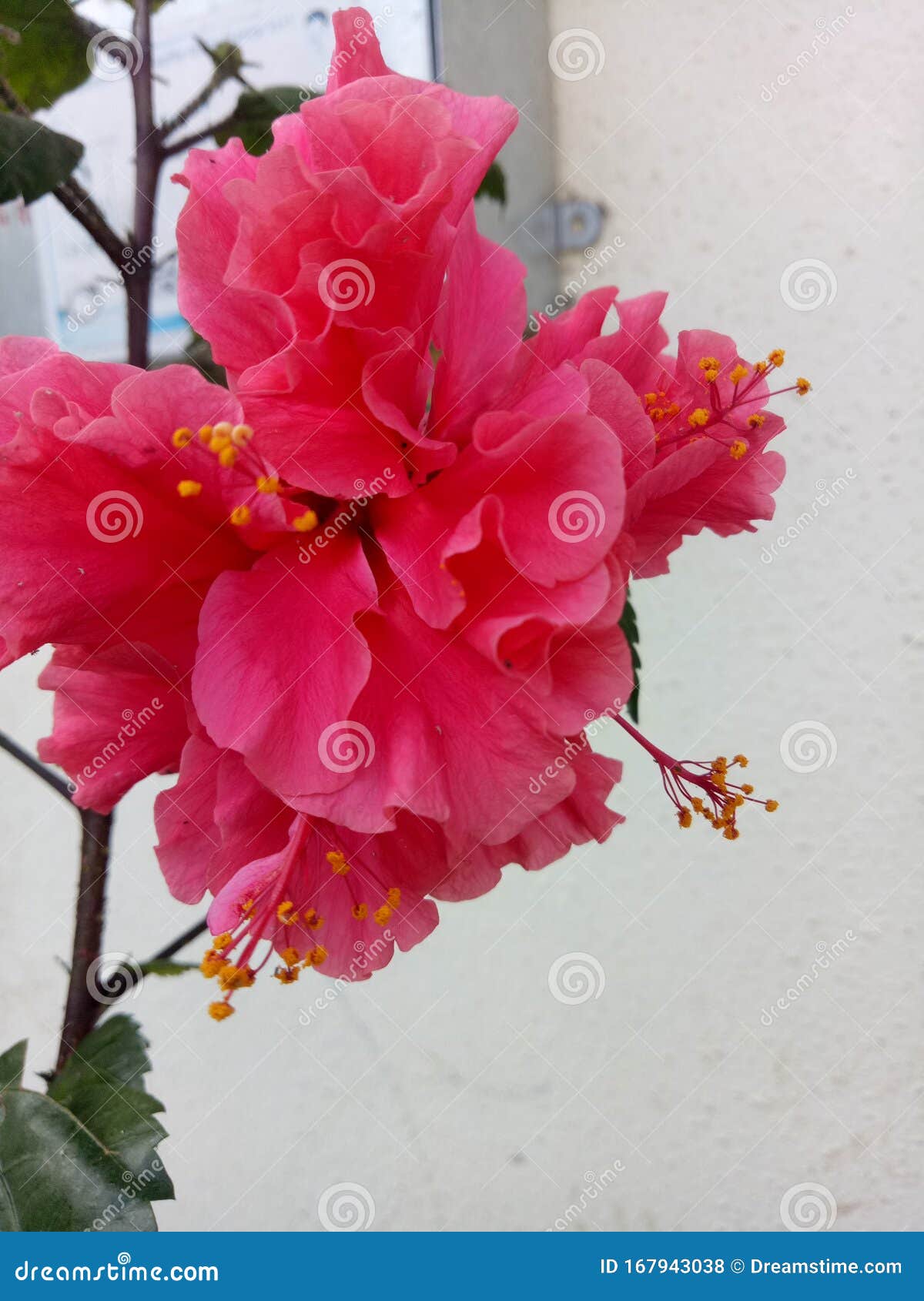 Cor Rosa-de-rosa Da árvore Jasmim Indiana Foto de Stock - Imagem de foto,  colhido: 167943038