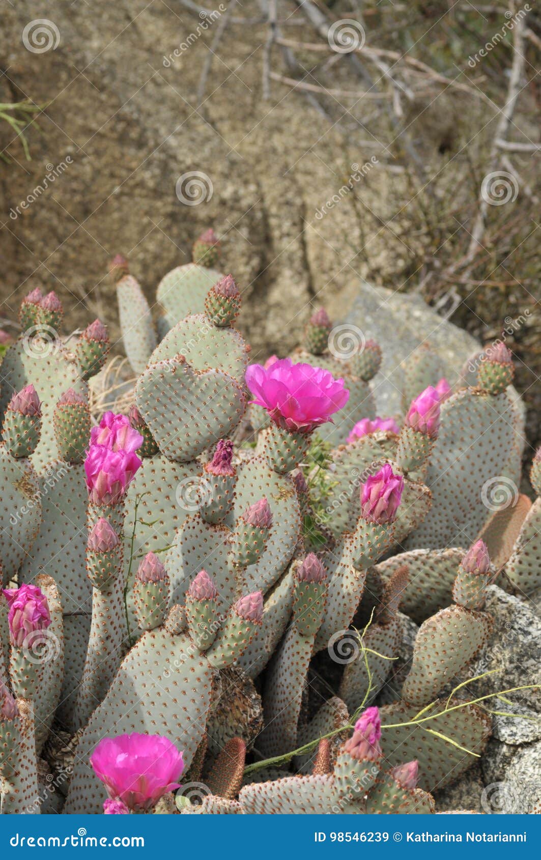 Coração Do Cacto Com Flores Cor-de-rosa Imagem de Stock - Imagem de flores,  flor: 98546239