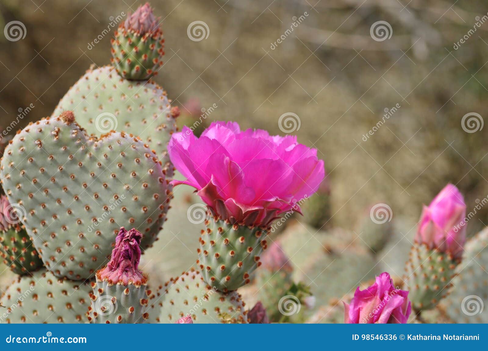 Coração Do Cacto Com Flores Cor-de-rosa Foto de Stock - Imagem de mola,  cactos: 98546336