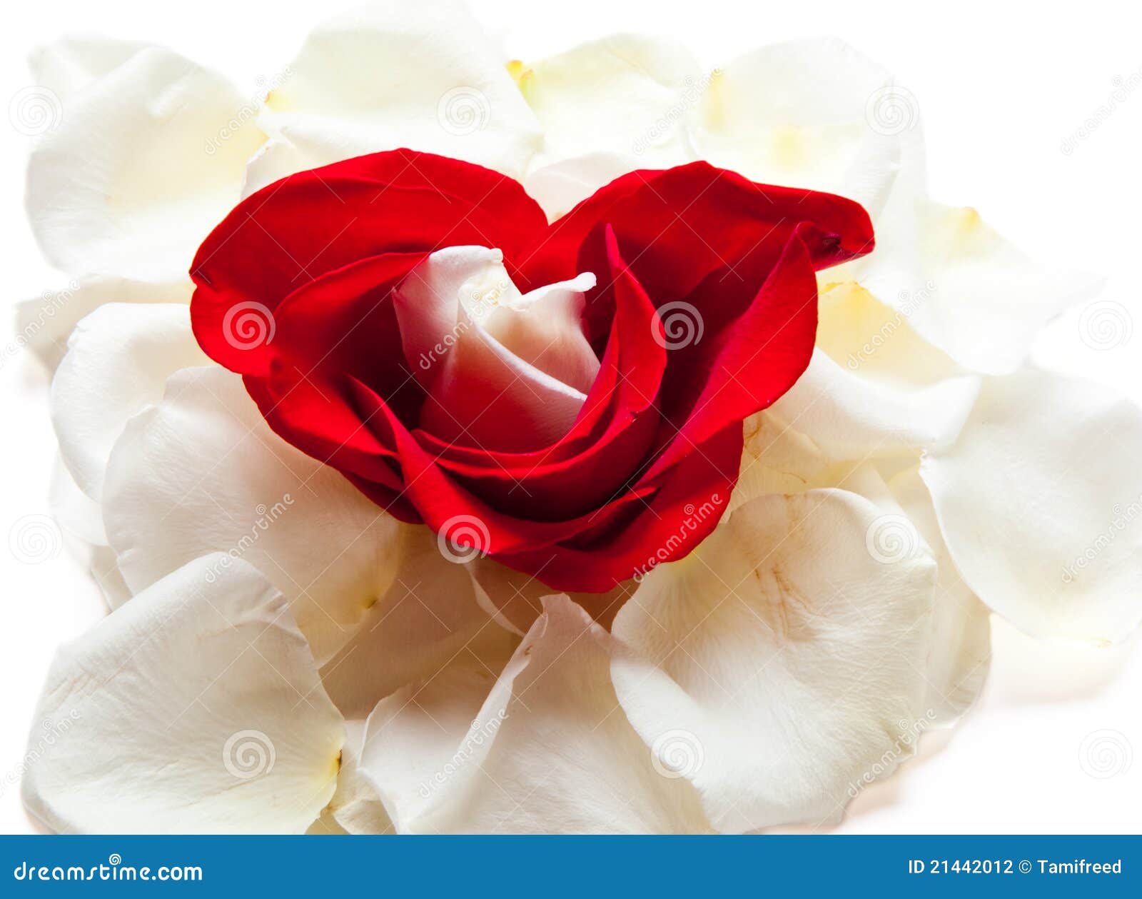 Coracoes E Rosas Foto De Stock Imagem De Rosas Coracoes 21442012