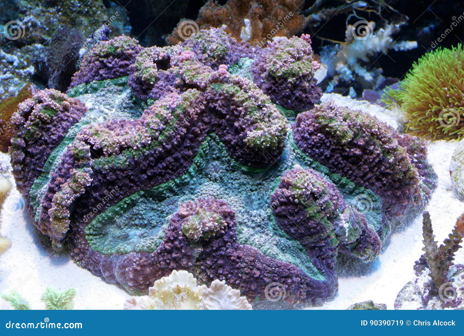 Corail. Vie marine dans un aquarium en verre en eau de mer