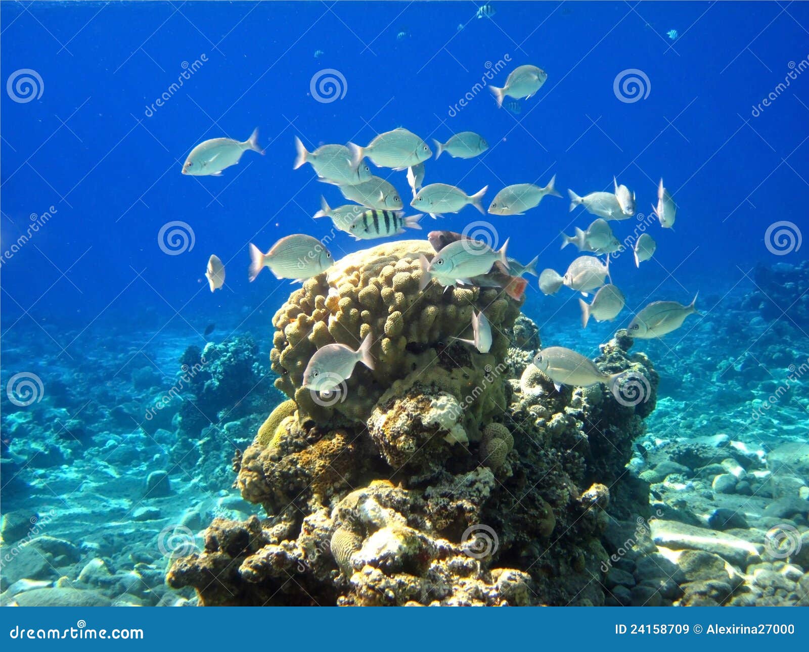 Corail de la Mer Rouge image stock. Image du coloré, animal 24158709