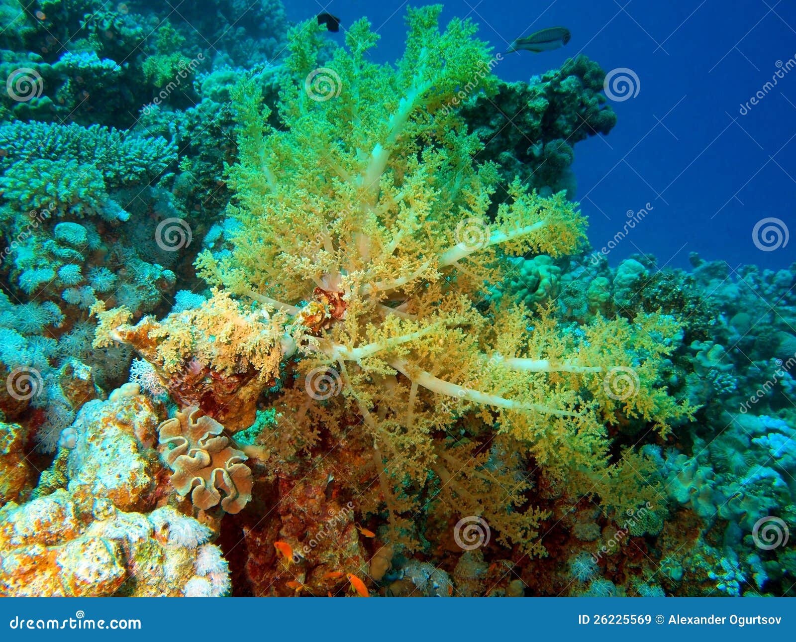 Corail Mou, La Mer Rouge, Dahab Image stock Image du tropique, piqué