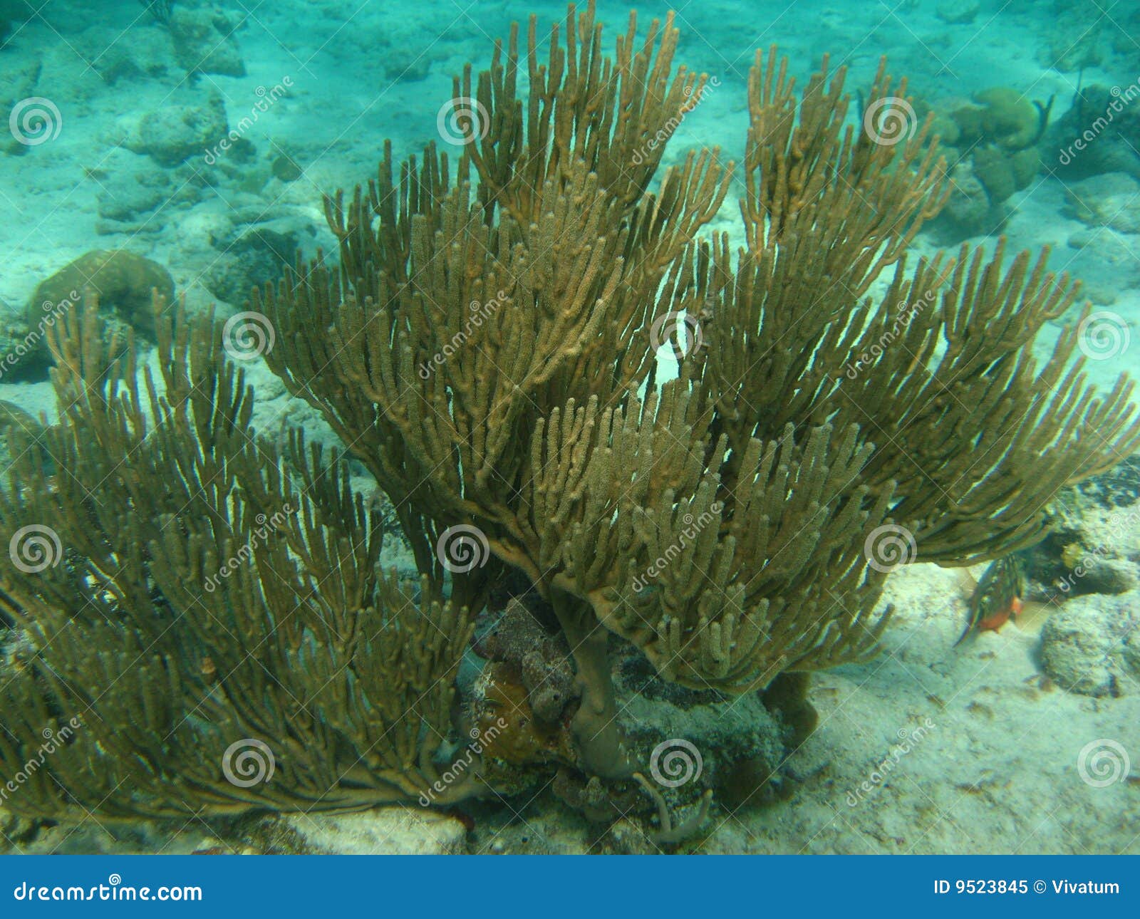 Coral stock image. Image of saltwater, wildlife, reef 9523845
