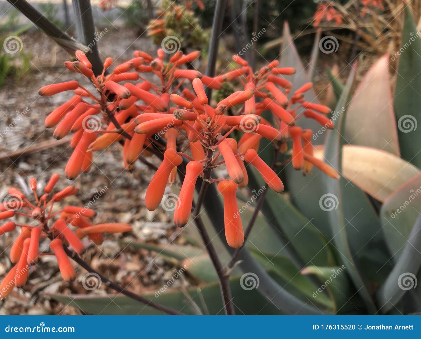 coral aloe