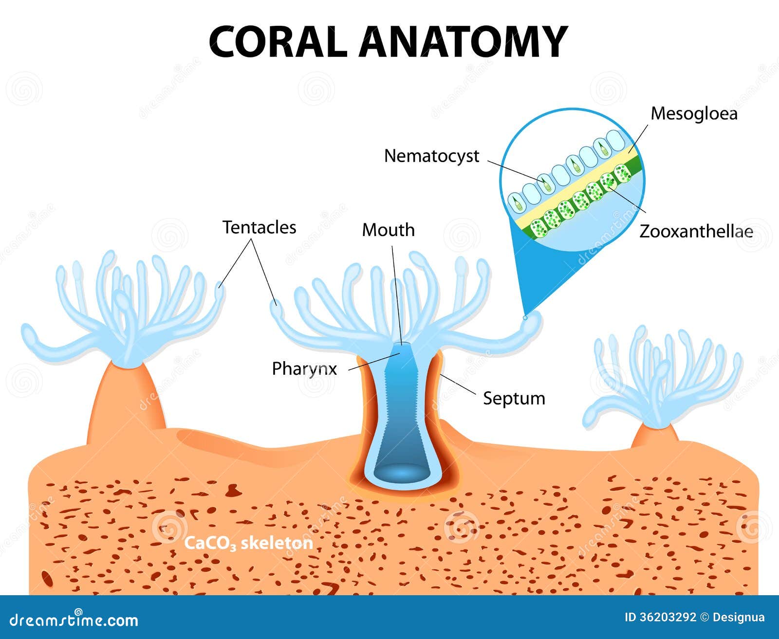 Coral Anatomy. Vectordiagram Vector Illustratie Illustration of