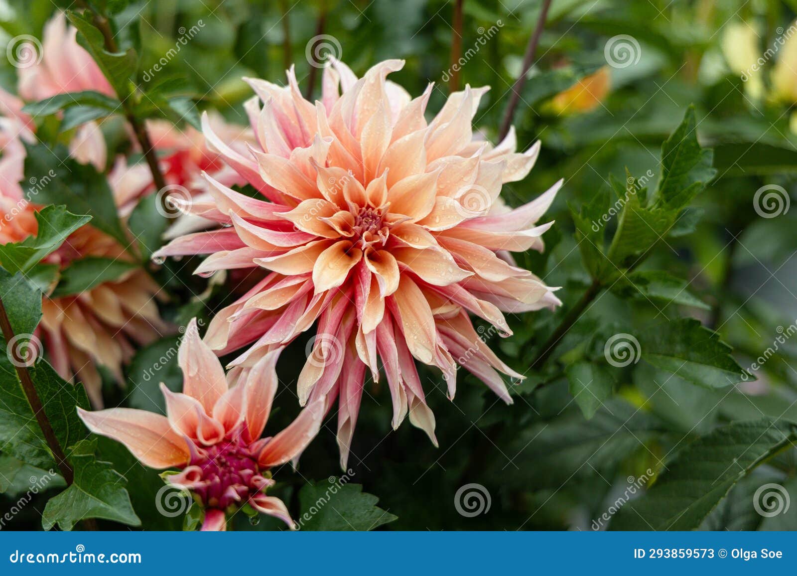 coral apricot pink rose peach dinnerplate aa dahlia blooming macro. dahlia named labyrinth