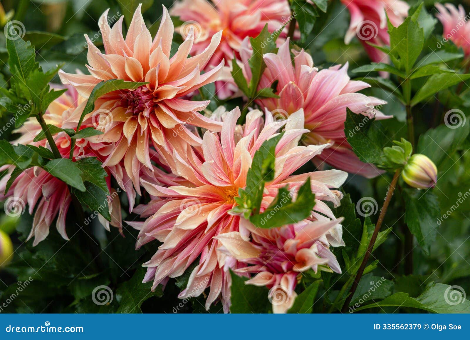 coral apricot pink rose peach dinnerplate aa dahlia blooming macro. dahlia named labyrinth