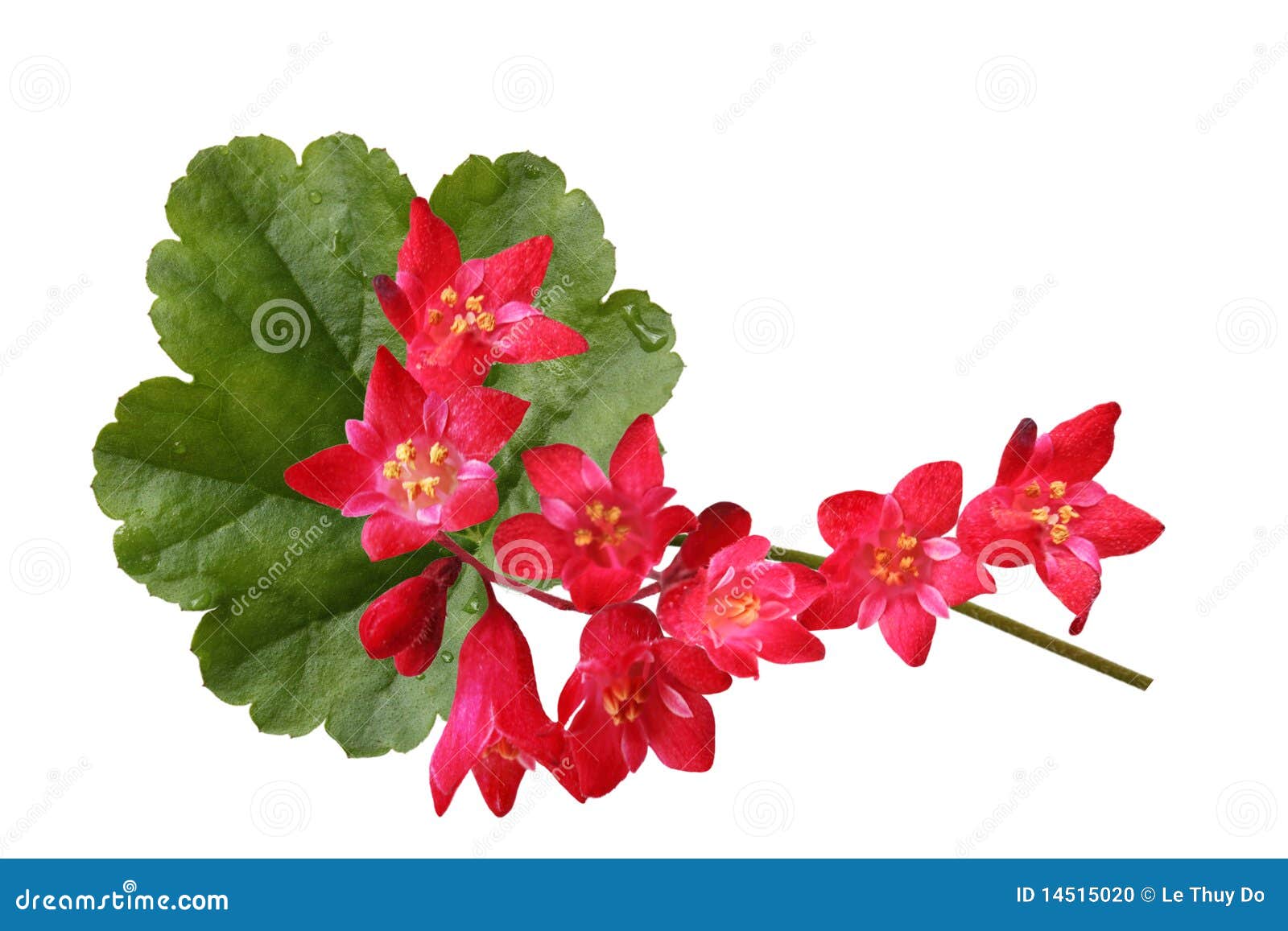 Coral Bells Flowers stock photo. Image of seasonal, natural 14515020