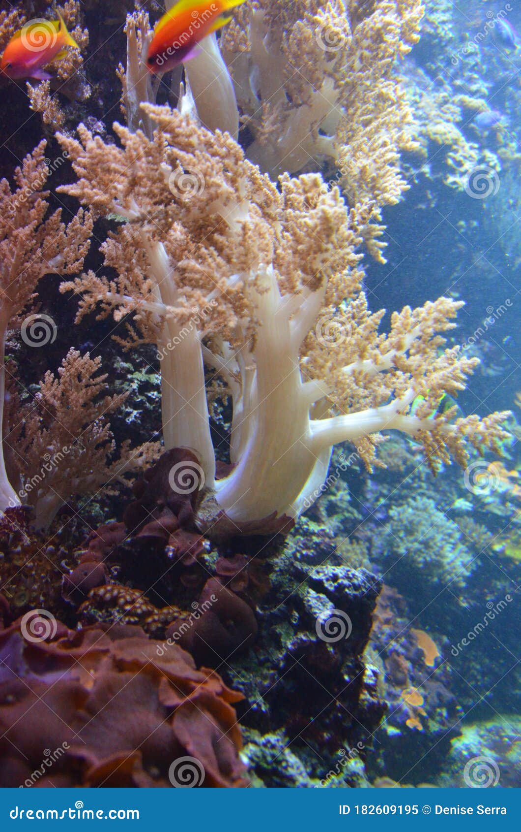 Coral In The Berlin Aquarium, Germany Stock Image - Image Of Berlin