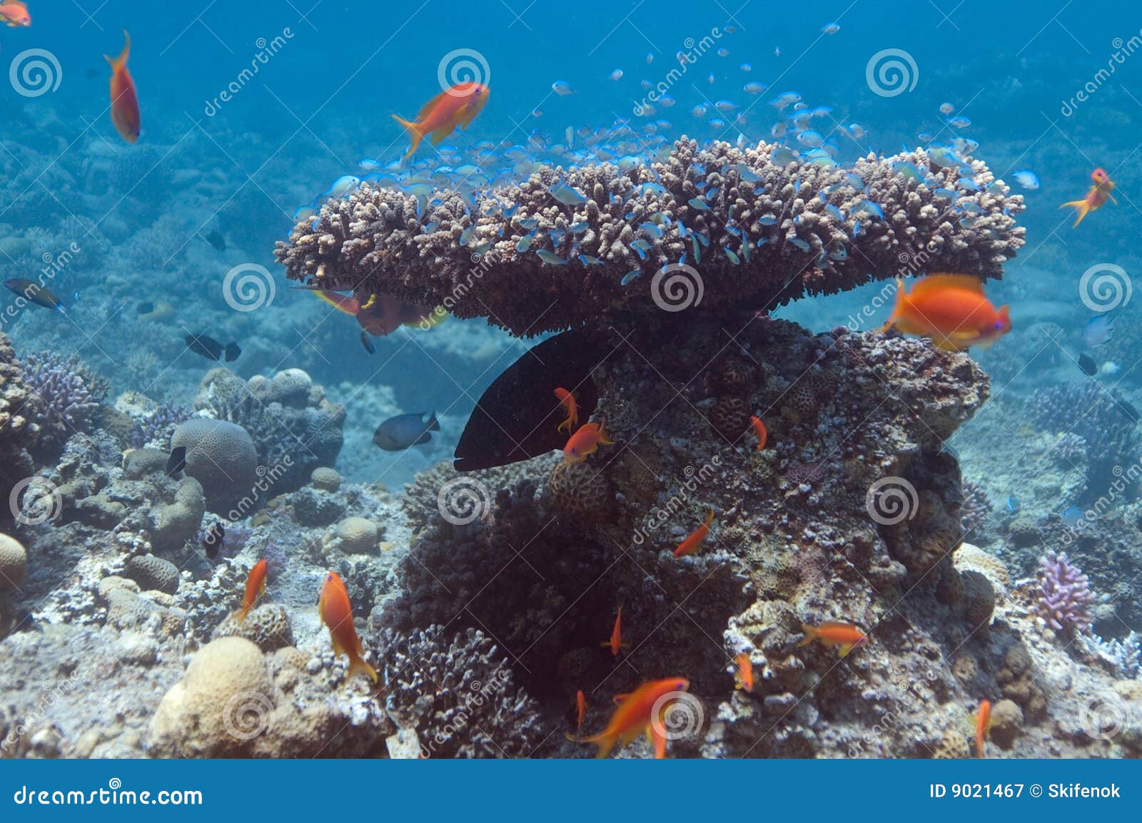 Coral bush stock image. Image of gentle, preservation - 9021467