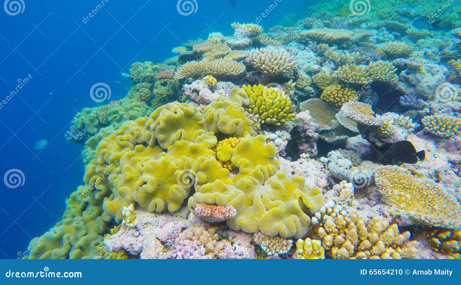 coral close up in agincourt reefs australia