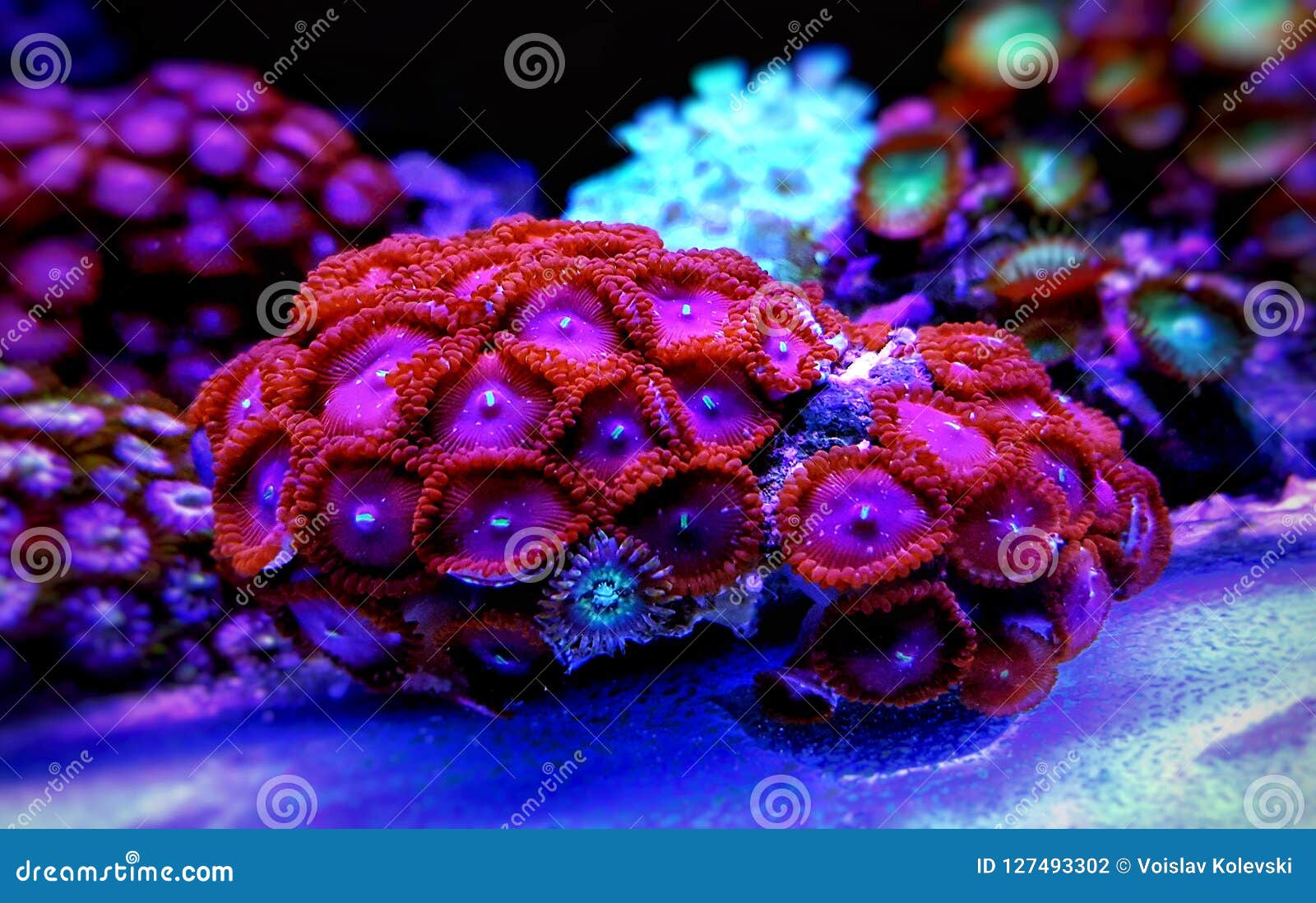 Coral De La Colonia De Los Pólipos De Zoanthus En El Tanque Del Acuario Del Filón Foto de archivo - Imagen de colonia, acuario: 127493302 Coral De La Colonia De Los Pólipos De Zoanthus En El Tanque Del Acuario Del Filón Foto de archivo - Imagen de colonia, acuario: 127493302