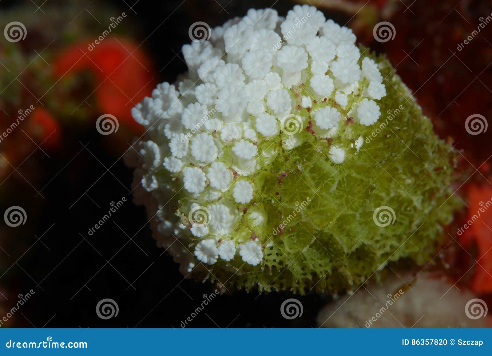 Coral de muerte. LA GRAN BARRERA DE CORAL, AUSTRALIA - 15 DE AGOSTO DE 2016: Coral duro blanqueado, a medias muerto