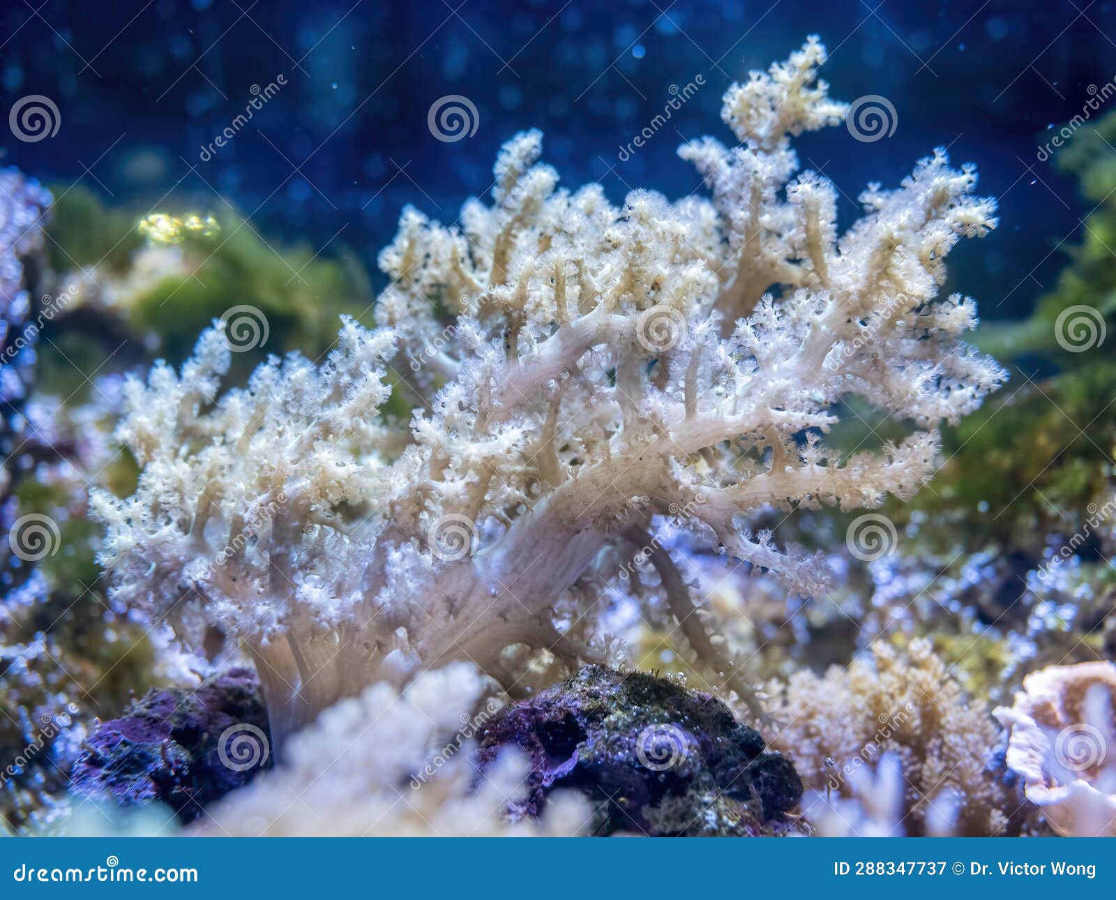 Coral with Detailed Branch Structures (middle) Growing in an Aquarium
