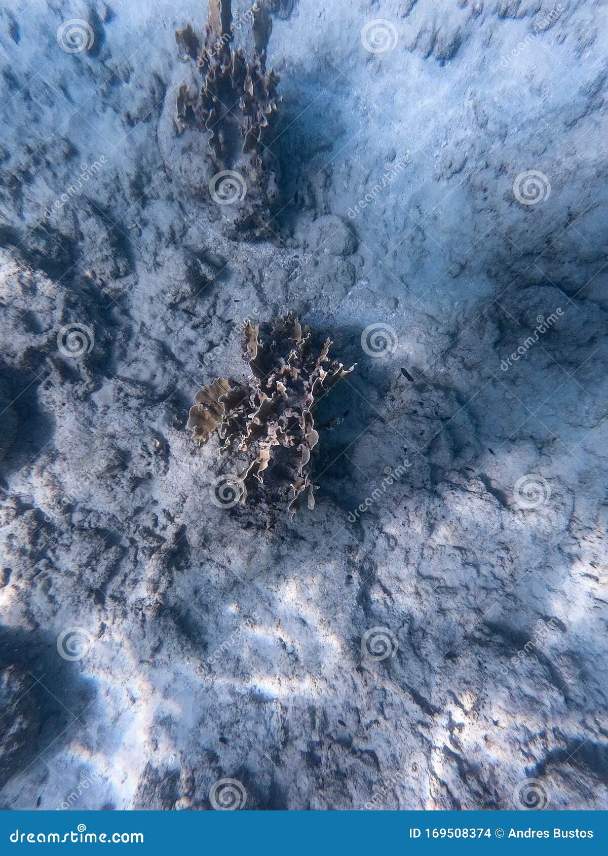 lonely coral at the bottom of blue sea