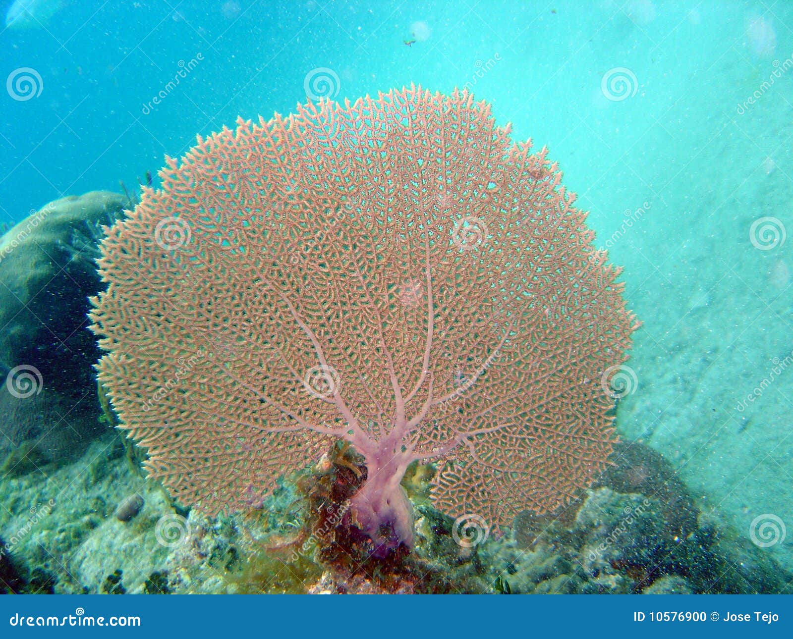 Coral fan stock photo. Image of blue, reef, caribbean 10576900