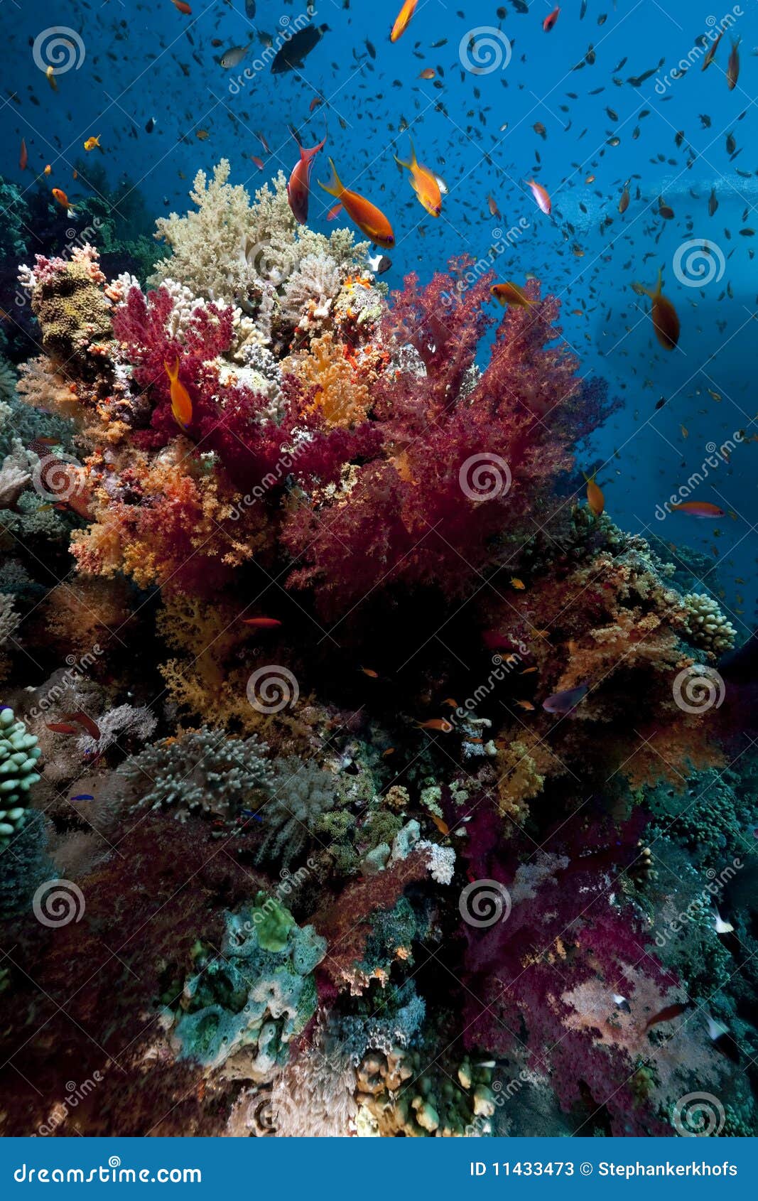 Coral And Fish Stock Photos - Image: 11433473
