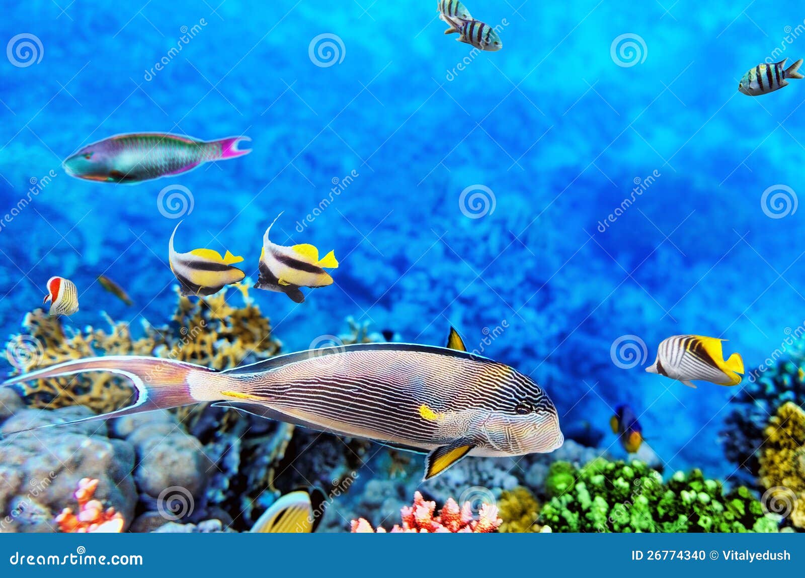 Coral and Fish in the Red Sea.Egypt Stock Photo Image of atoll