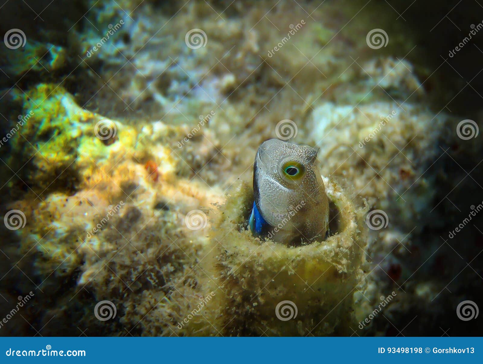 Coral Fish of the Red Sea - Lance Blenny Aspidontus Dussumieri Stock Photo  - Image of debris, empty: 93498198