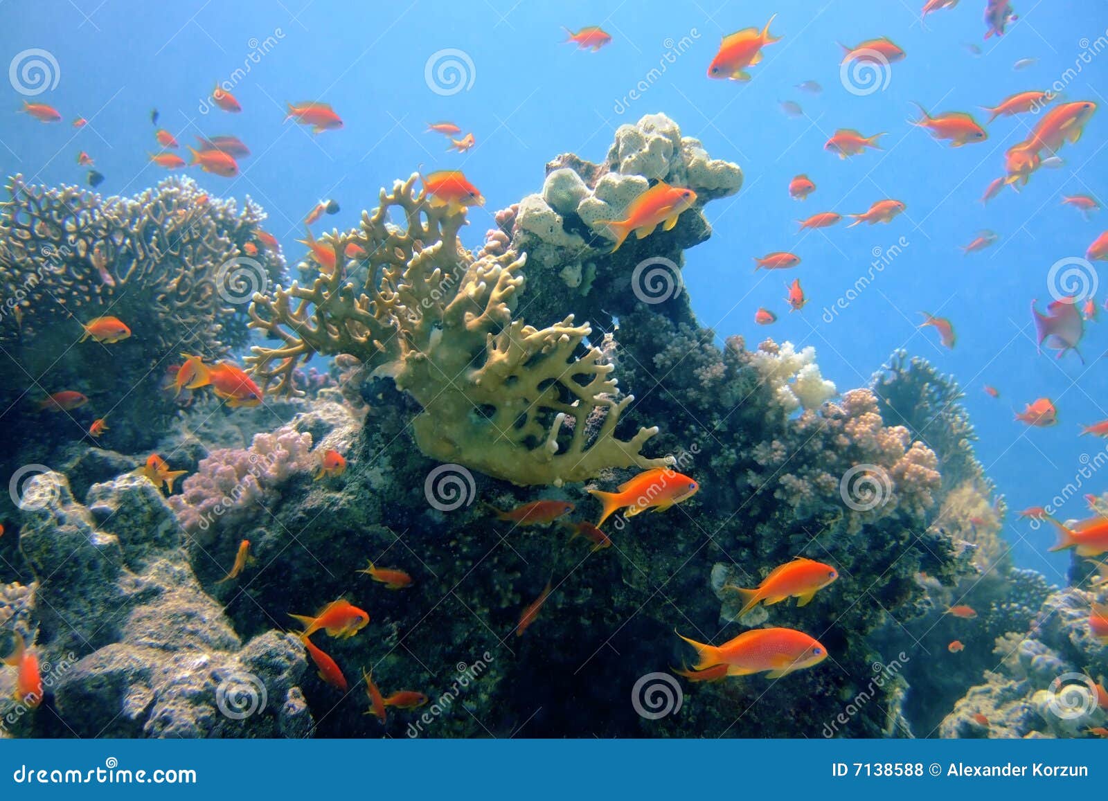 Coral Fishes of the Red Sea Stock Photo - Image of marine, coral: 7138588