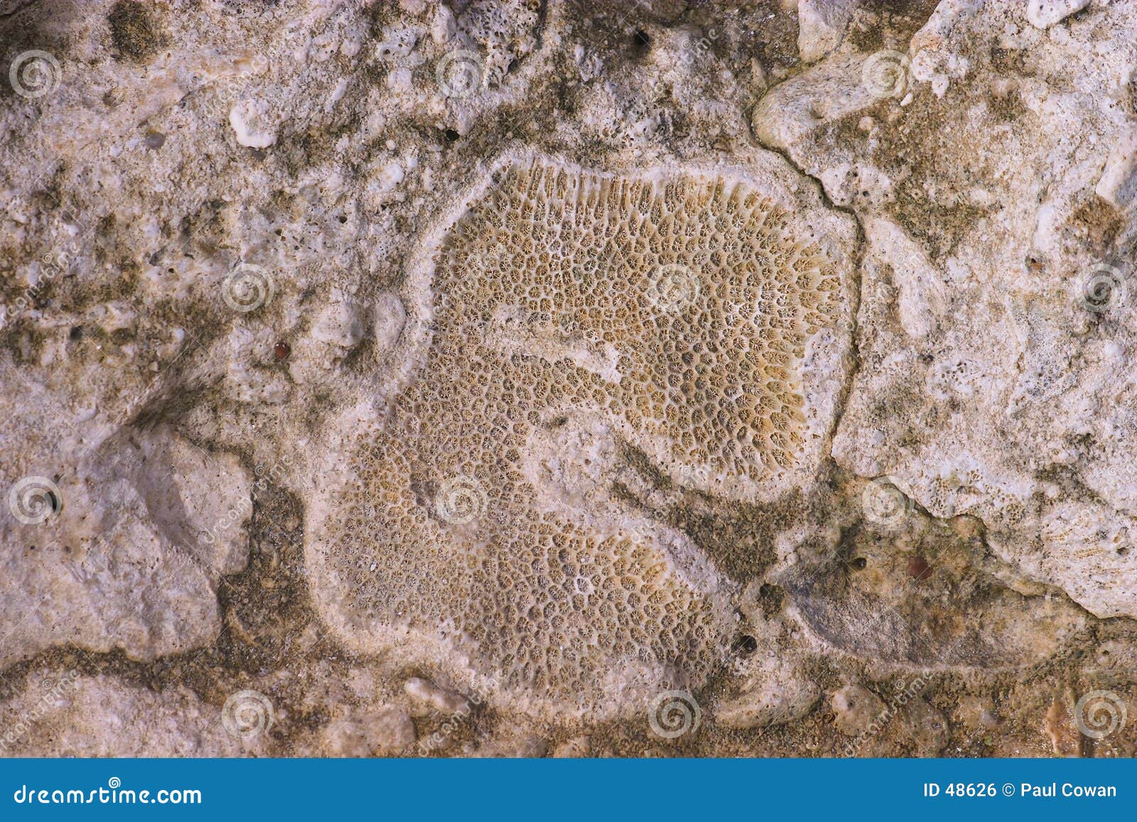 Coral fósil en la fragata 2. Un coral fósil en la piedra caliza agitar-cortó la plataforma en la playa magnífica de Anse, isla de la fragata, Seychelles. Edad y especie indeterminadas.