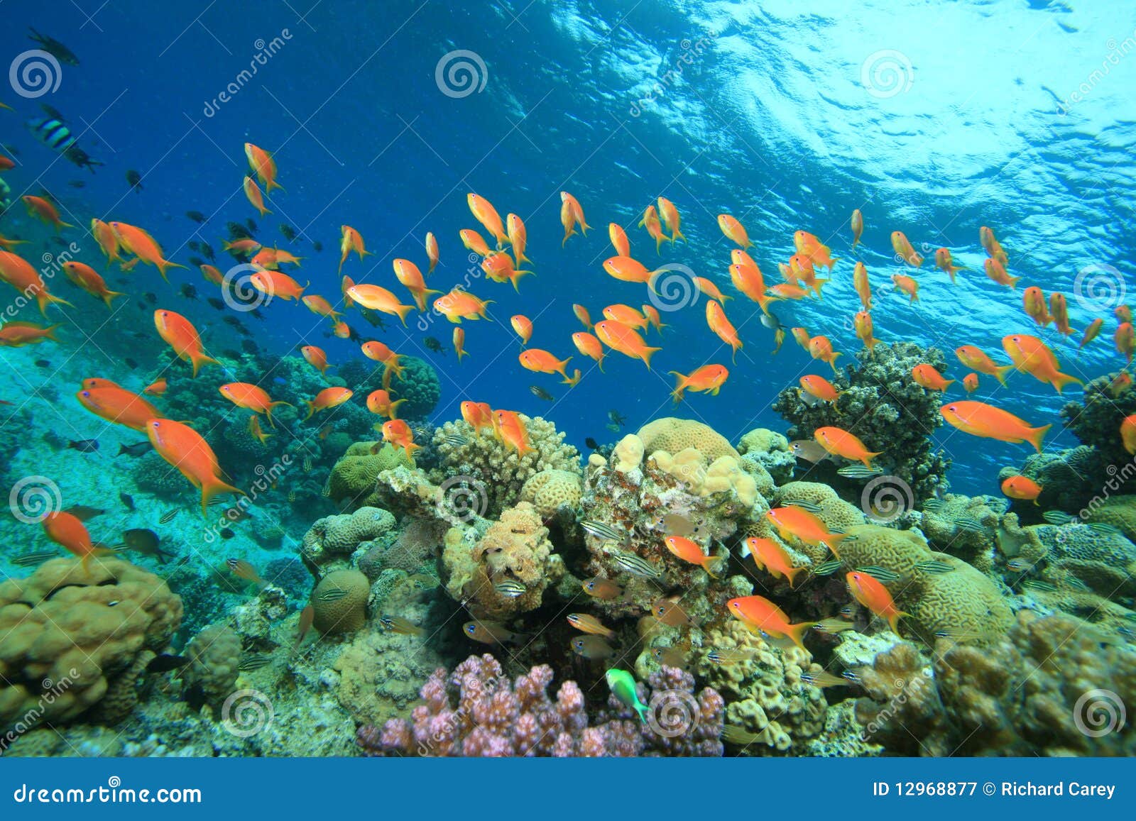 Coral garden stock image. Image of basslet, ocean, soft - 12968877